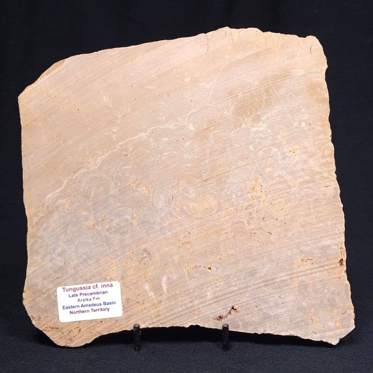 TUNGUSSIA INNA STROMATOLITE, Late Precambrian, Australia ZTG005