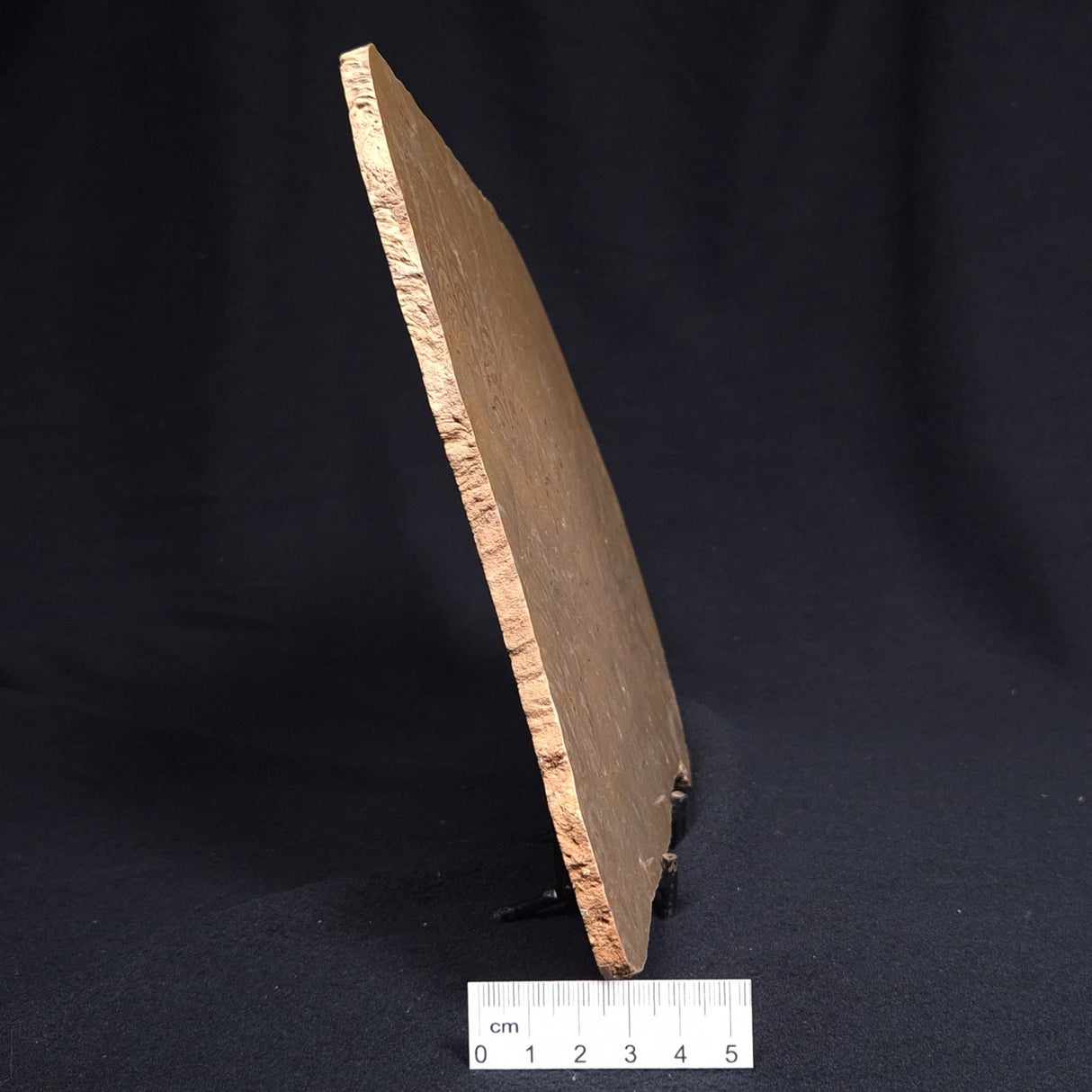 TUNGUSSIA INNA STROMATOLITE, Late Precambrian, Australia ZTG006