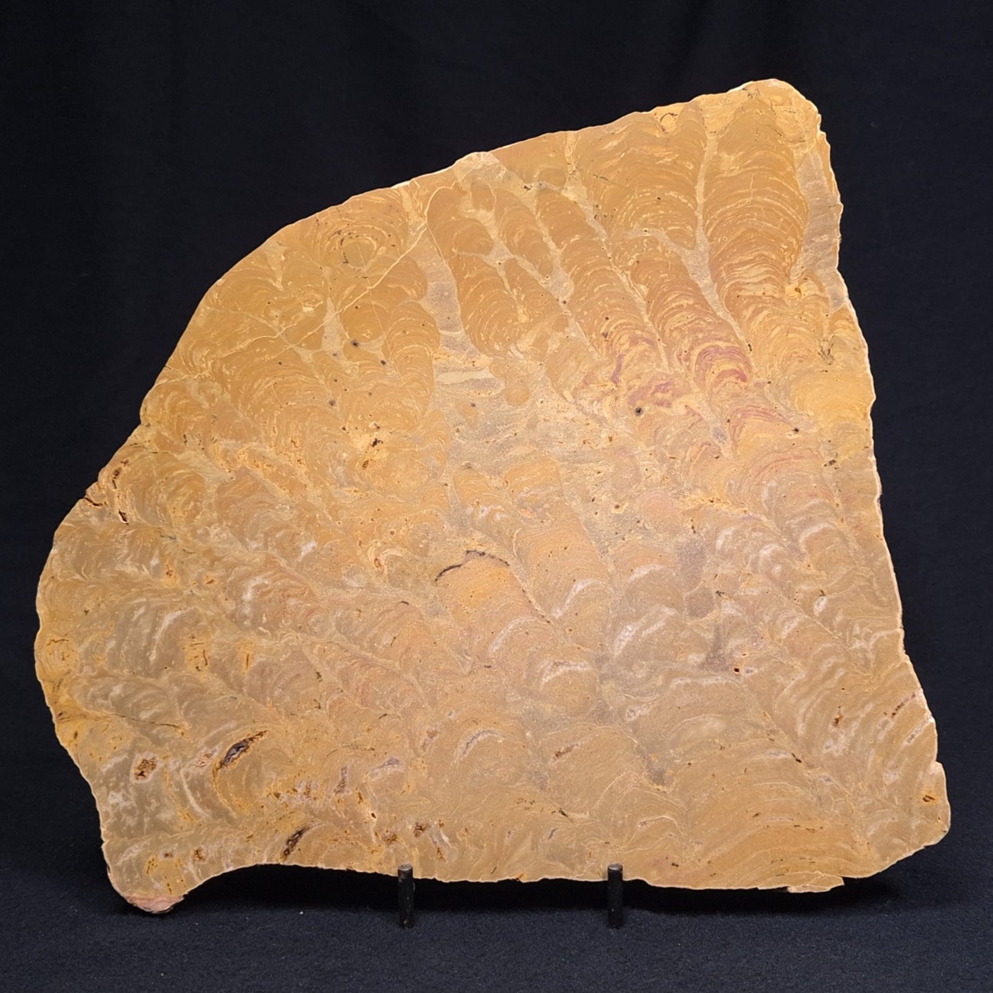 TUNGUSSIA INNA STROMATOLITE, Late Precambrian, Australia ZTG007