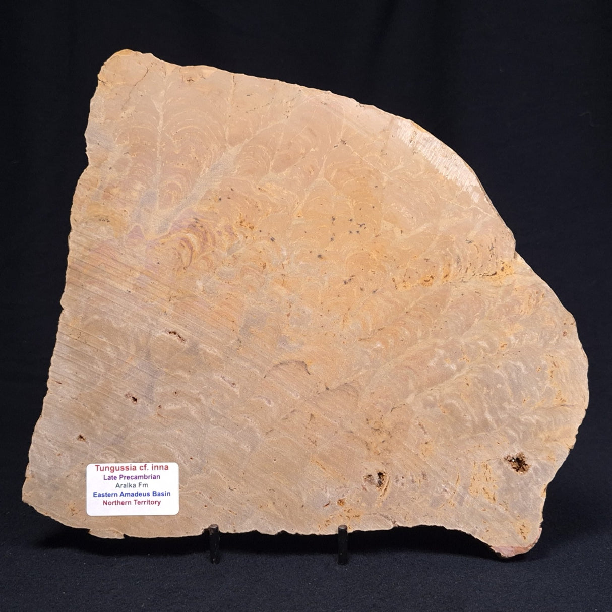 TUNGUSSIA INNA STROMATOLITE, Late Precambrian, Australia ZTG007
