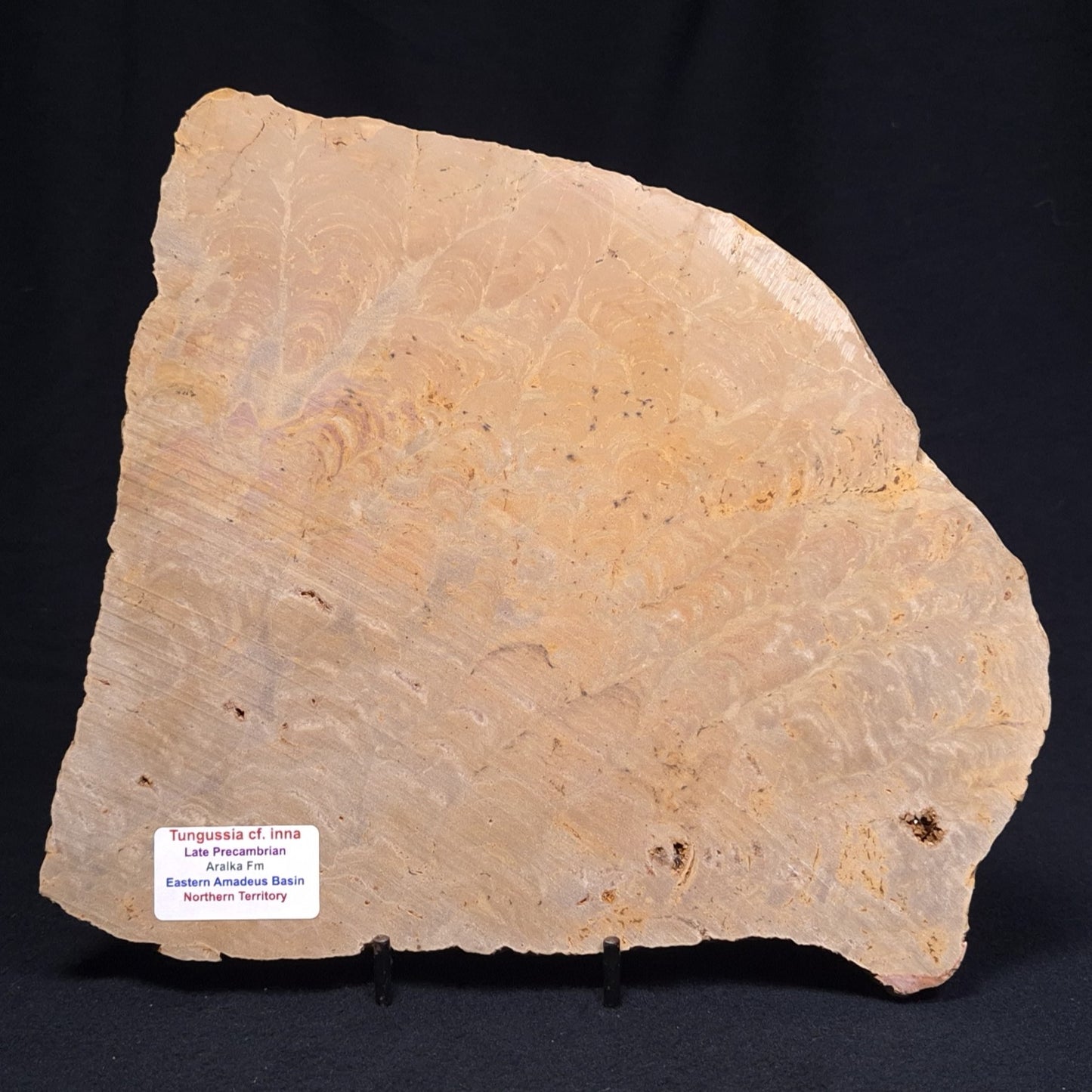 TUNGUSSIA INNA STROMATOLITE, Late Precambrian, Australia ZTG007