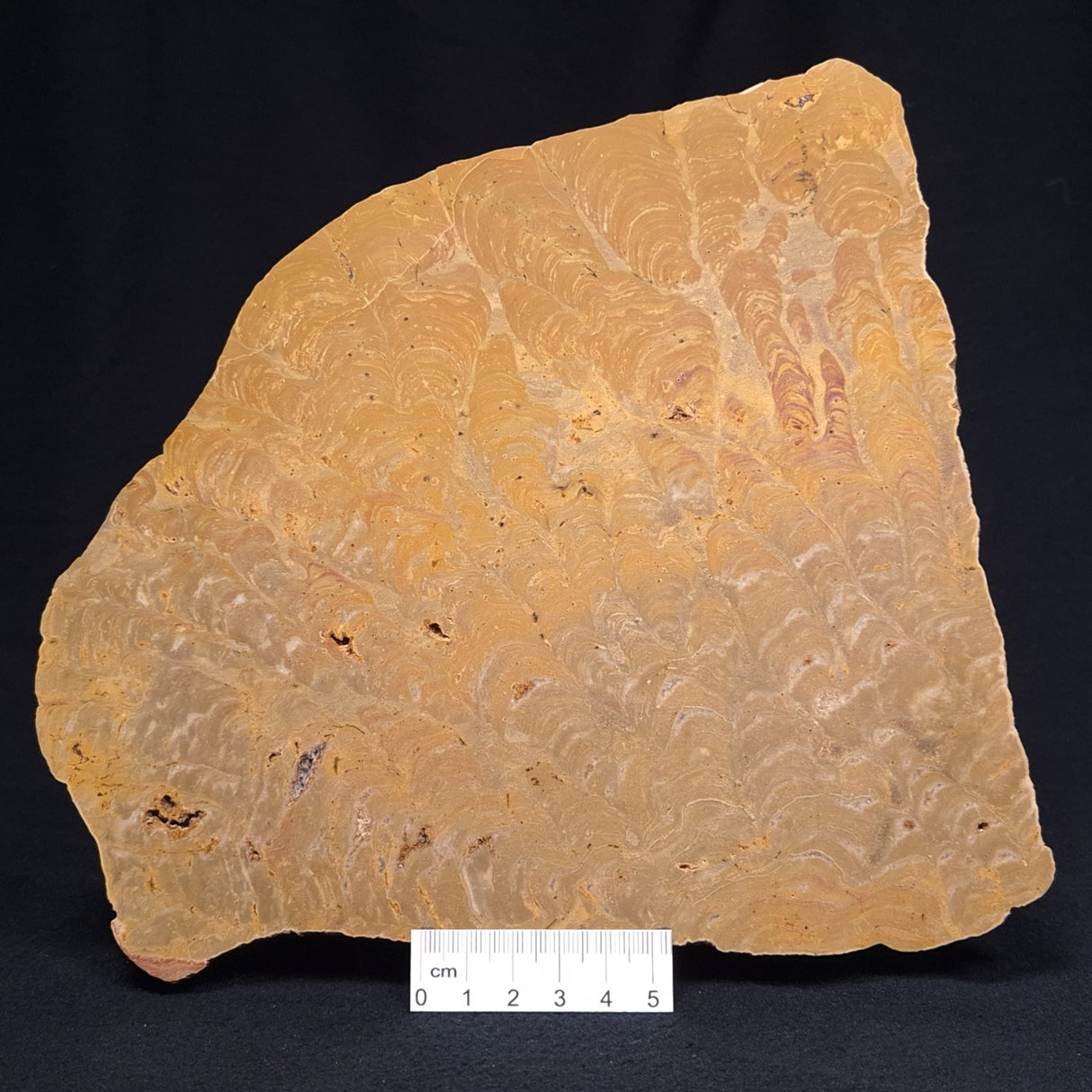 TUNGUSSIA INNA STROMATOLITE, Late Precambrian, Australia ZTG009