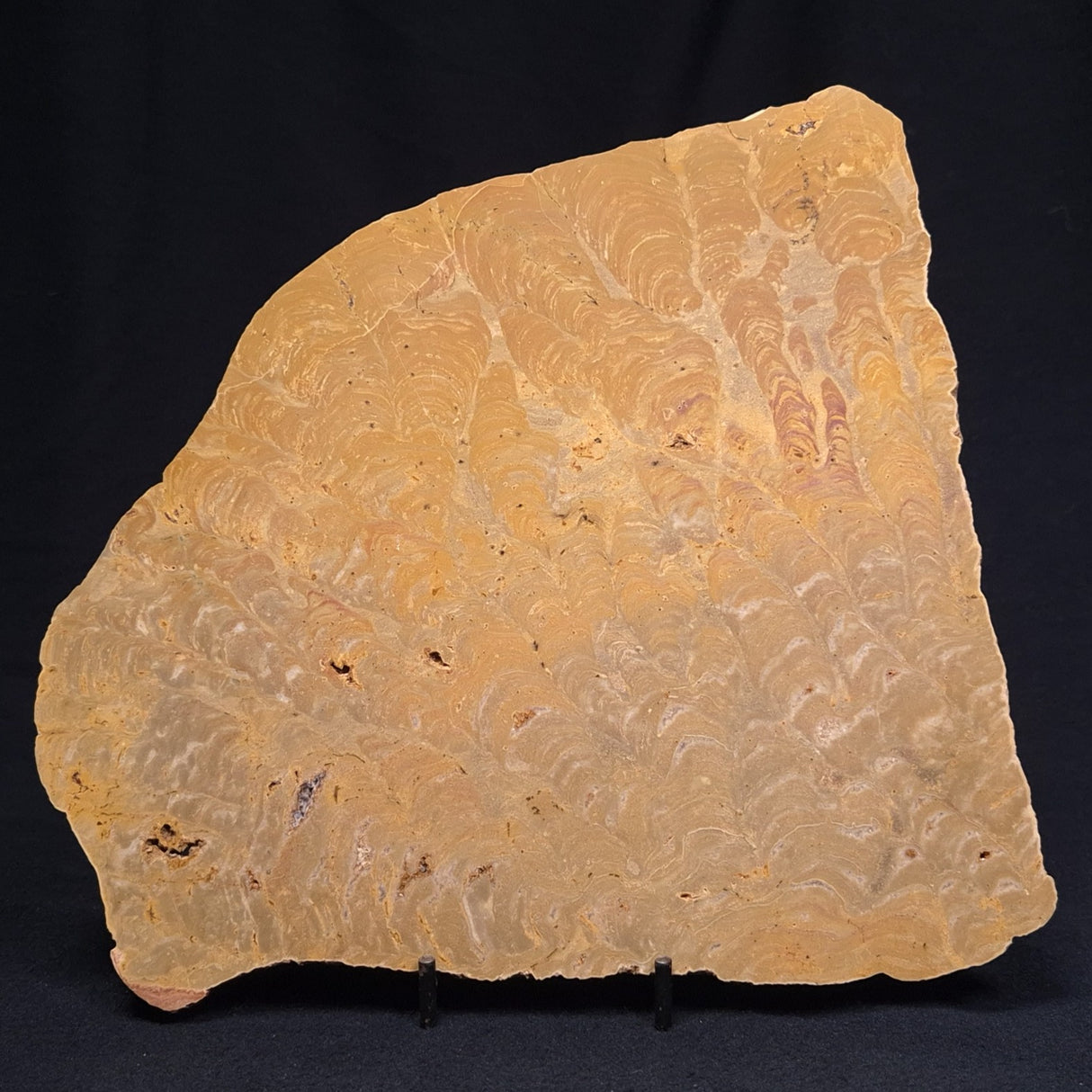 TUNGUSSIA INNA STROMATOLITE, Late Precambrian, Australia ZTG009
