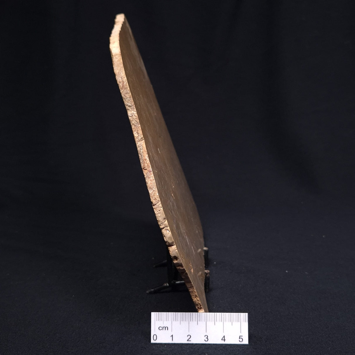 TUNGUSSIA INNA STROMATOLITE, Late Precambrian, Australia ZTG009