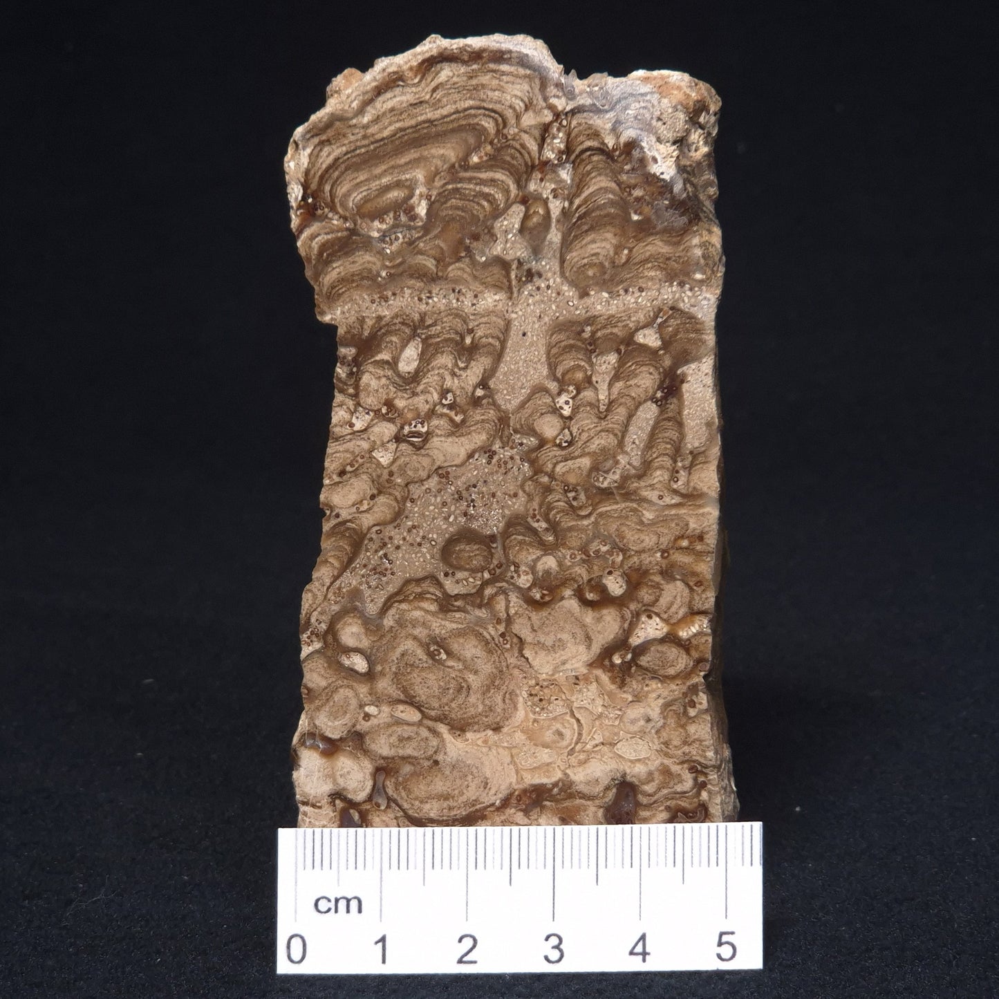 CHLORELLOPSIS sp. STROMATOLITE, Middle Eocene, USA ZCH001