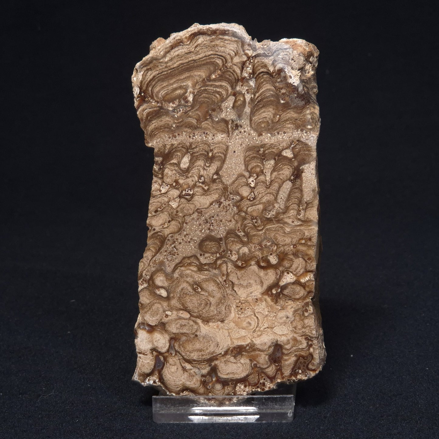 CHLORELLOPSIS sp. STROMATOLITE, Middle Eocene, Australia ZCH001