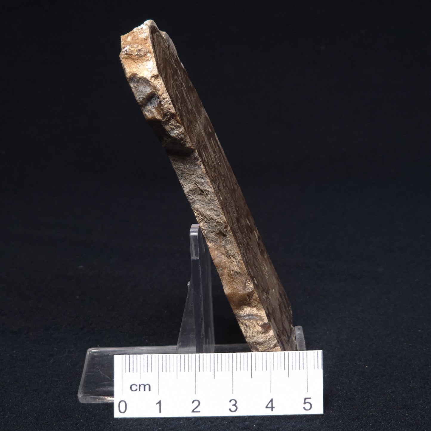 CHLORELLOPSIS sp. STROMATOLITE, Middle Eocene, Australia ZCH001