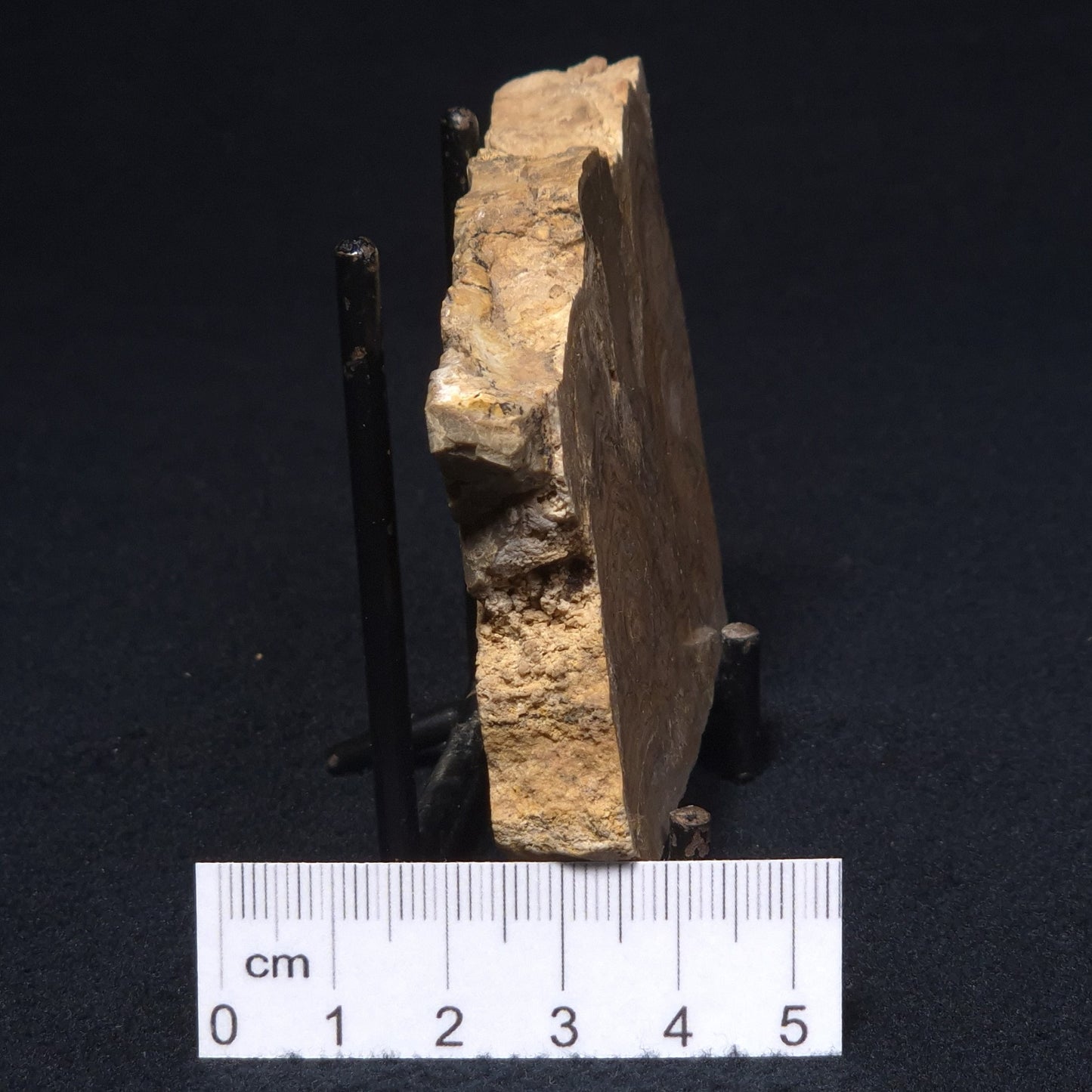 CHLORELLOPSIS sp. STROMATOLITE, Middle Eocene, Australia ZCH002