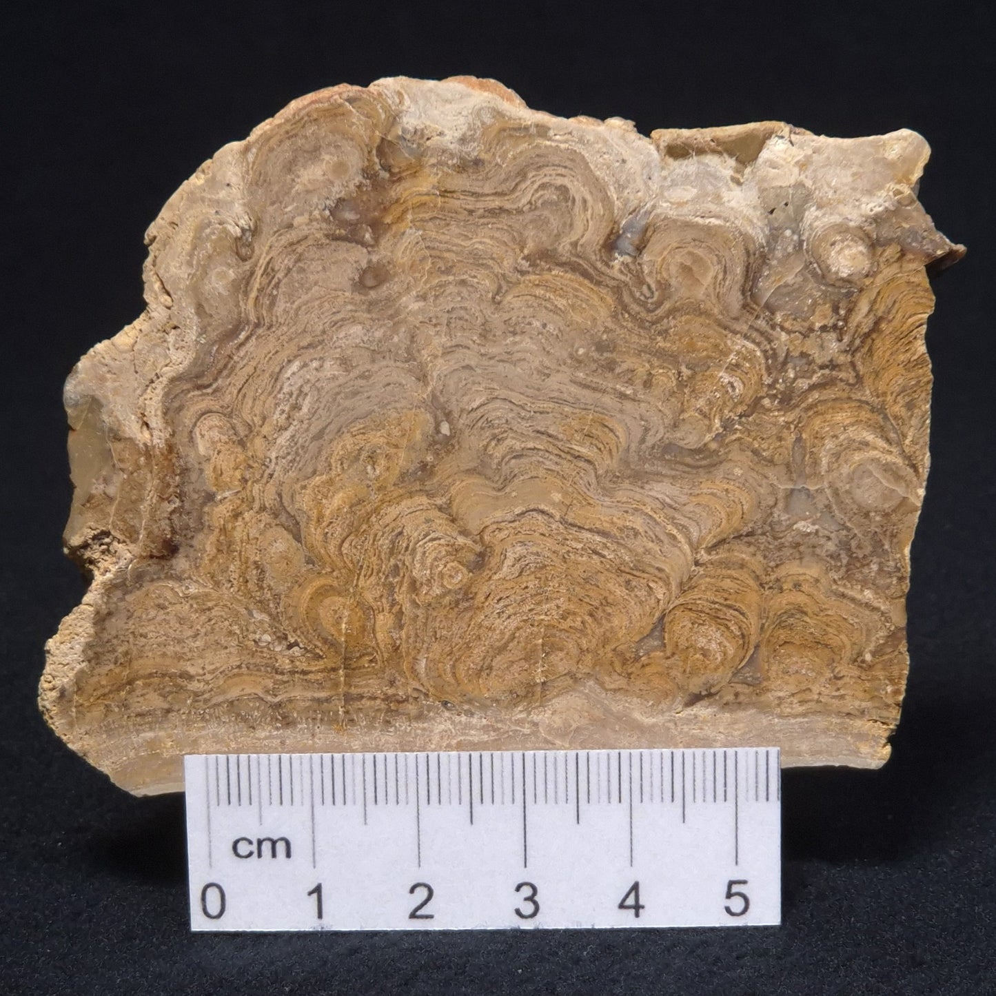 CHLORELLOPSIS sp. STROMATOLITE, Middle Eocene, USA ZCH003