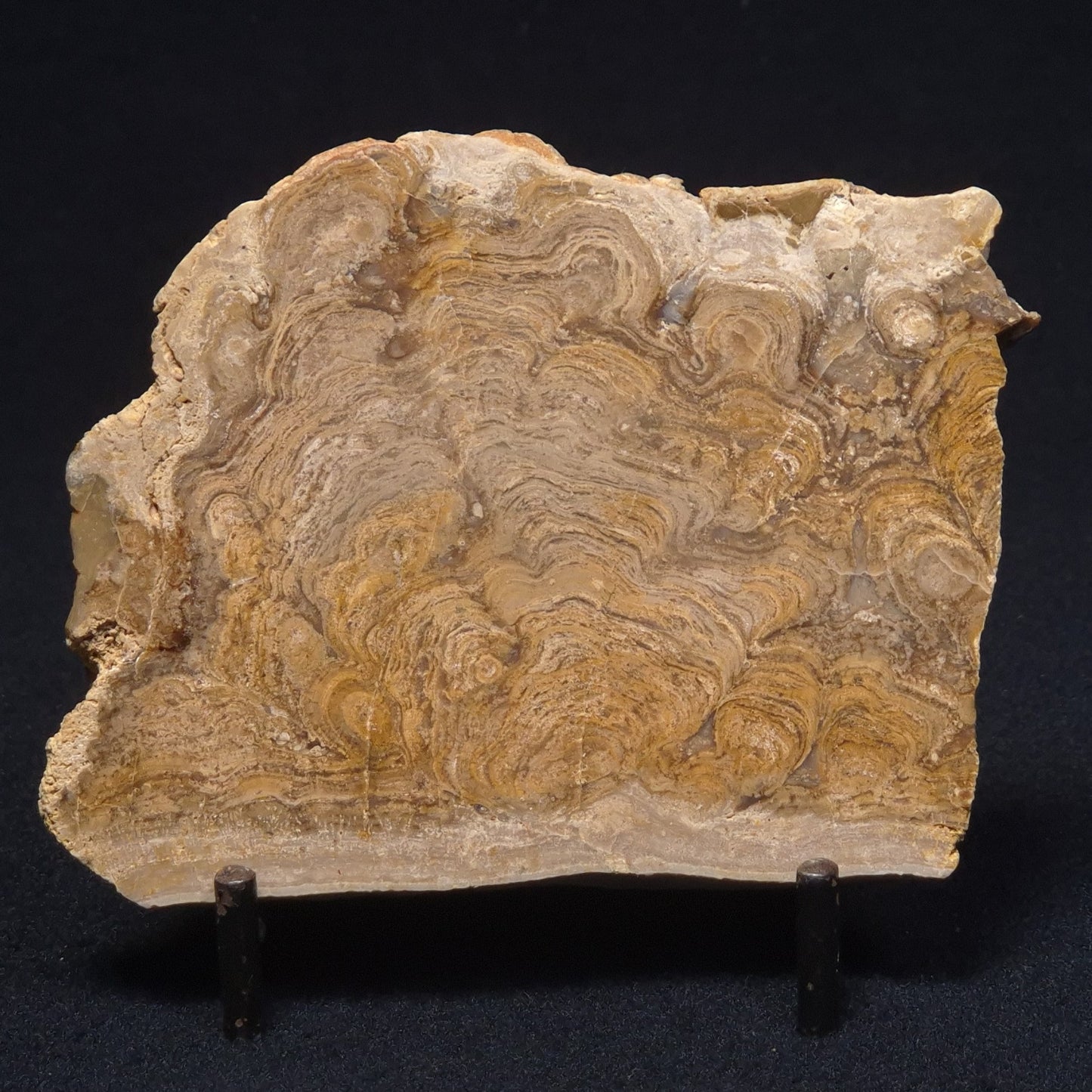 CHLORELLOPSIS sp. STROMATOLITE, Middle Eocene, Australia ZCH003
