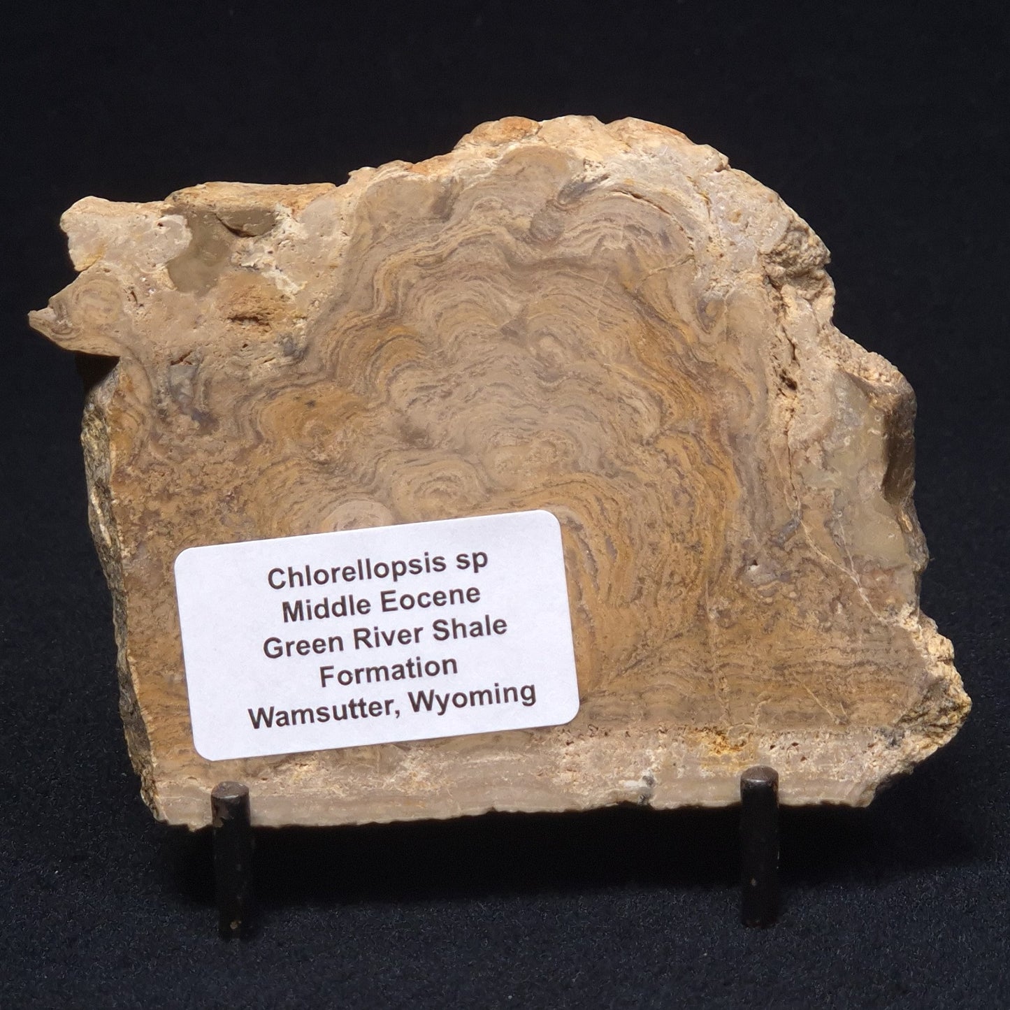 CHLORELLOPSIS sp. STROMATOLITE, Middle Eocene, Australia ZCH003
