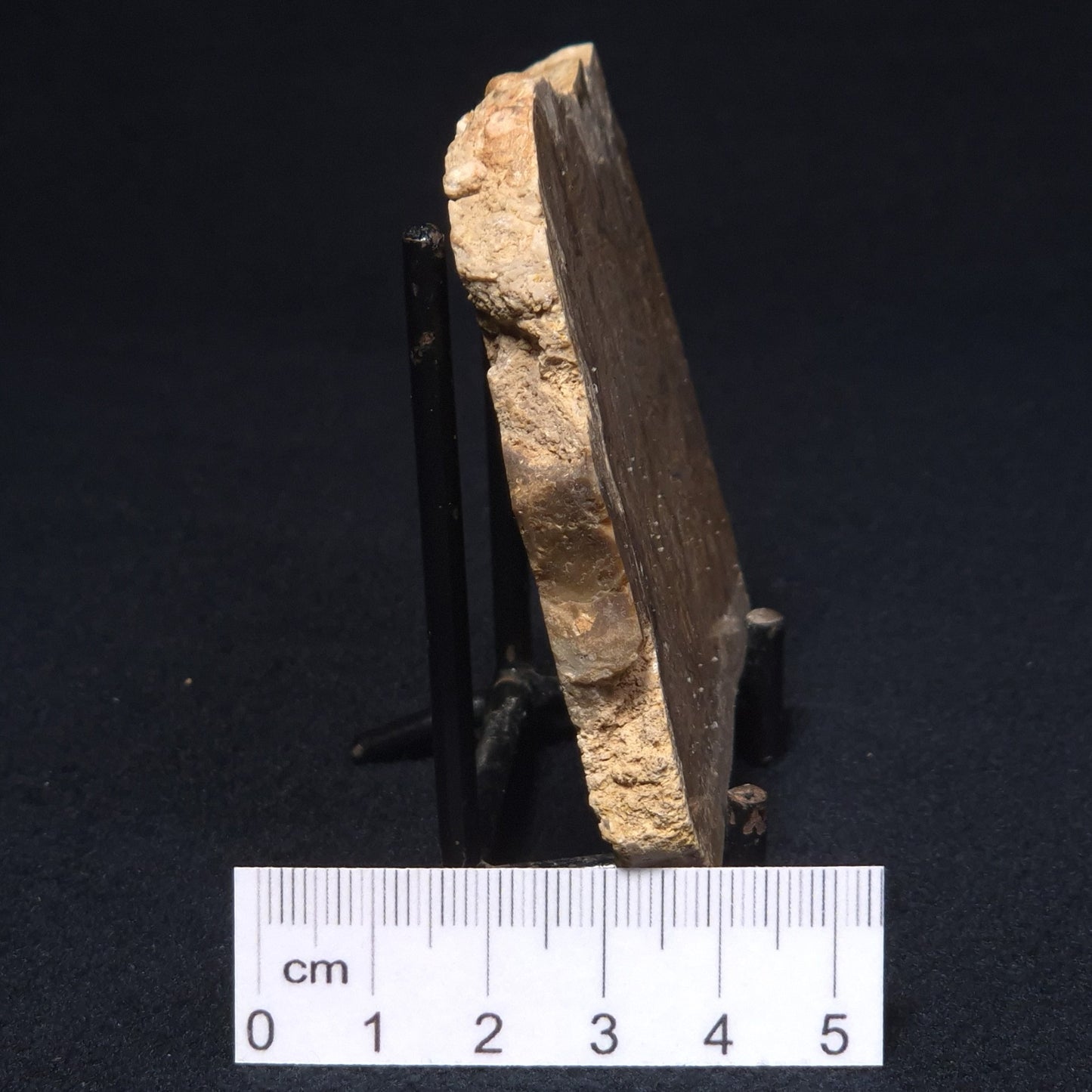 CHLORELLOPSIS sp. STROMATOLITE, Middle Eocene, Australia ZCH003