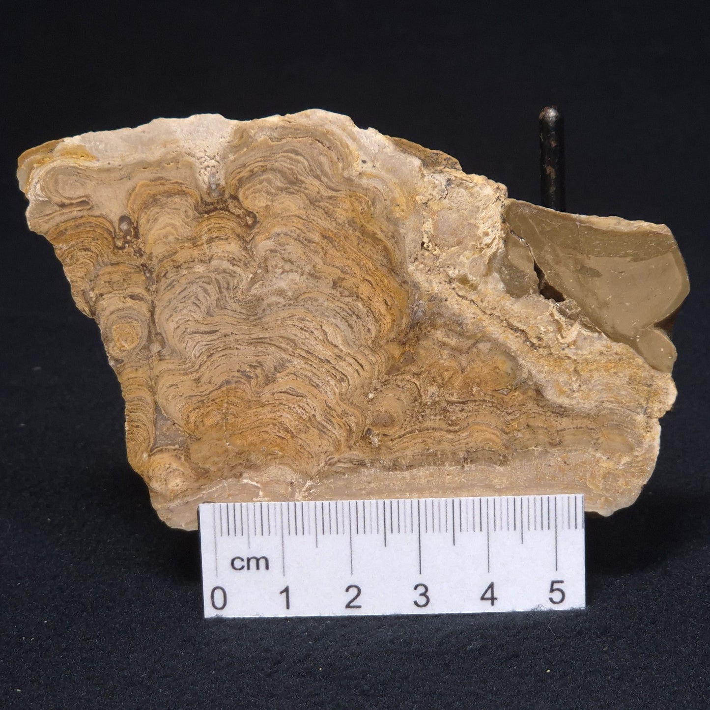 CHLORELLOPSIS sp. STROMATOLITE, Middle Eocene, USA ZCH004