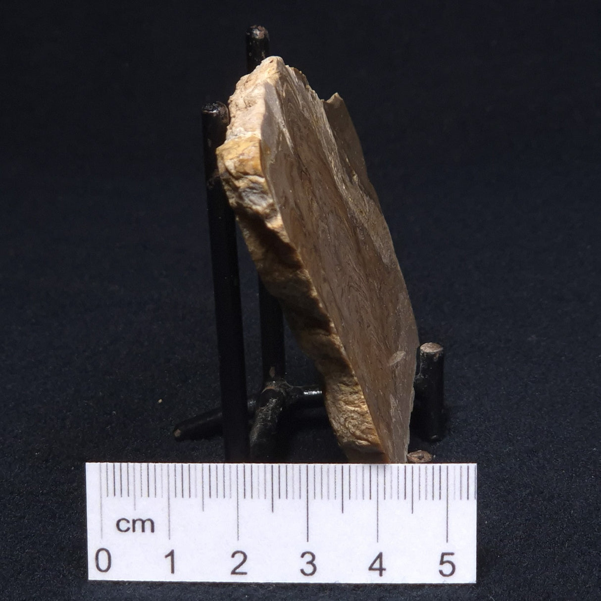 CHLORELLOPSIS sp. STROMATOLITE, Middle Eocene, USA ZCH004