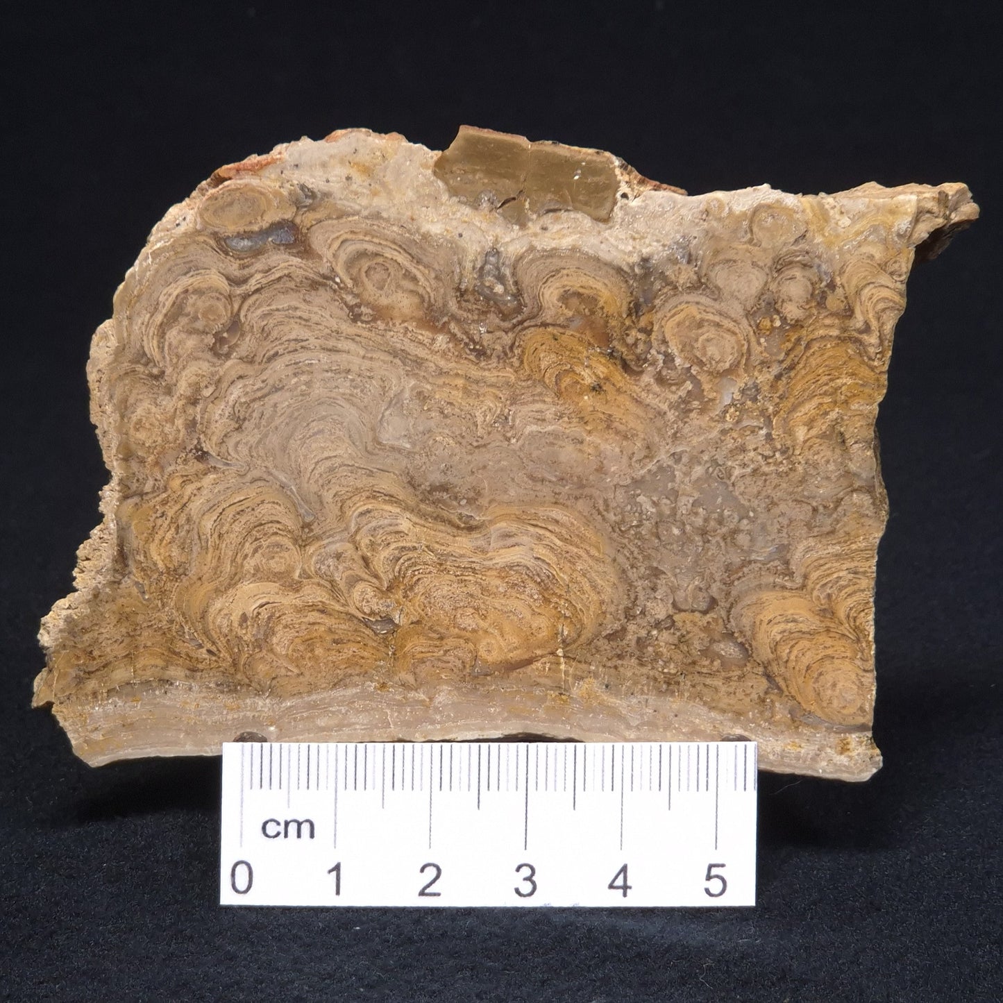 CHLORELLOPSIS sp. STROMATOLITE, Middle Eocene, USA ZCH005