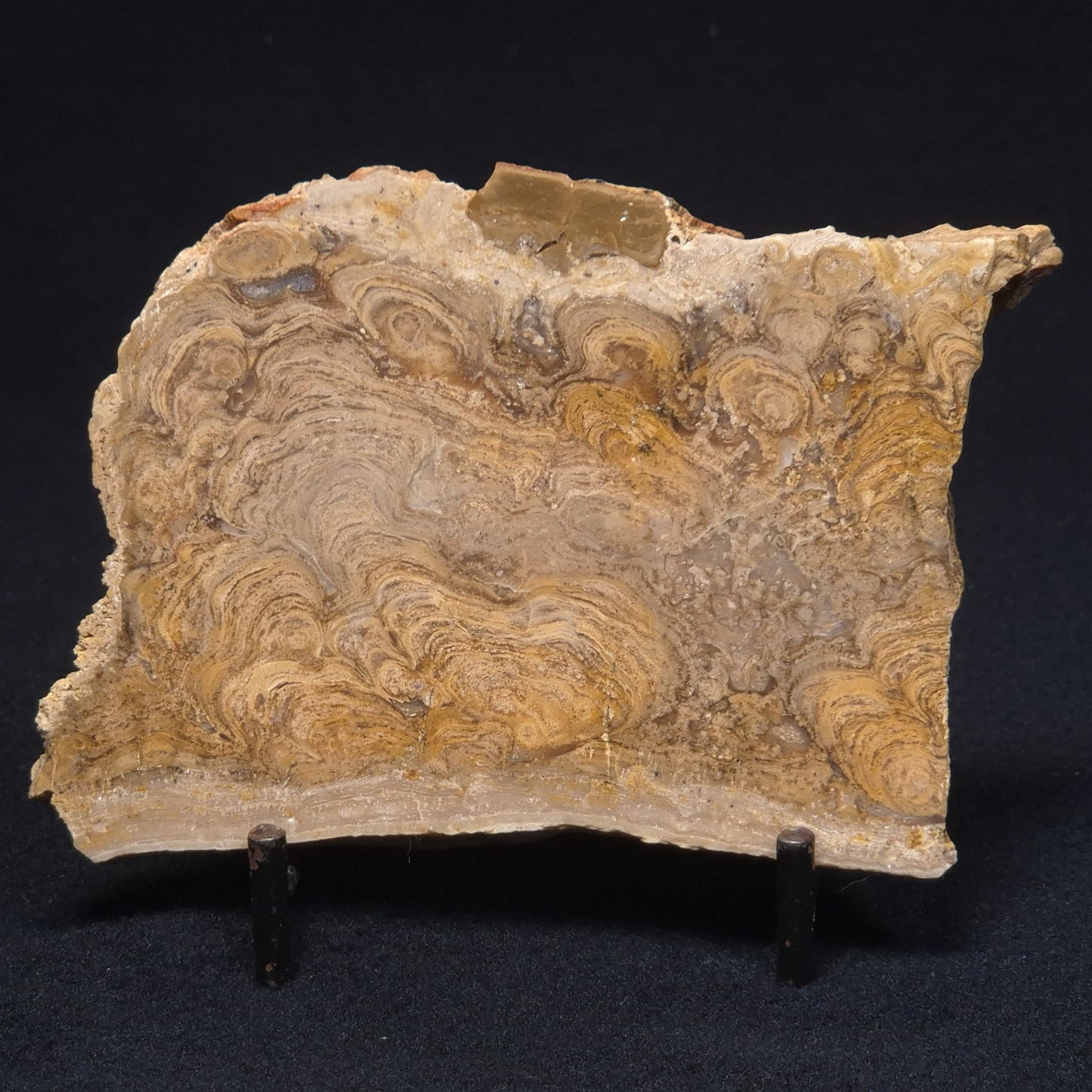 CHLORELLOPSIS sp. STROMATOLITE, Middle Eocene, Australia ZCH005