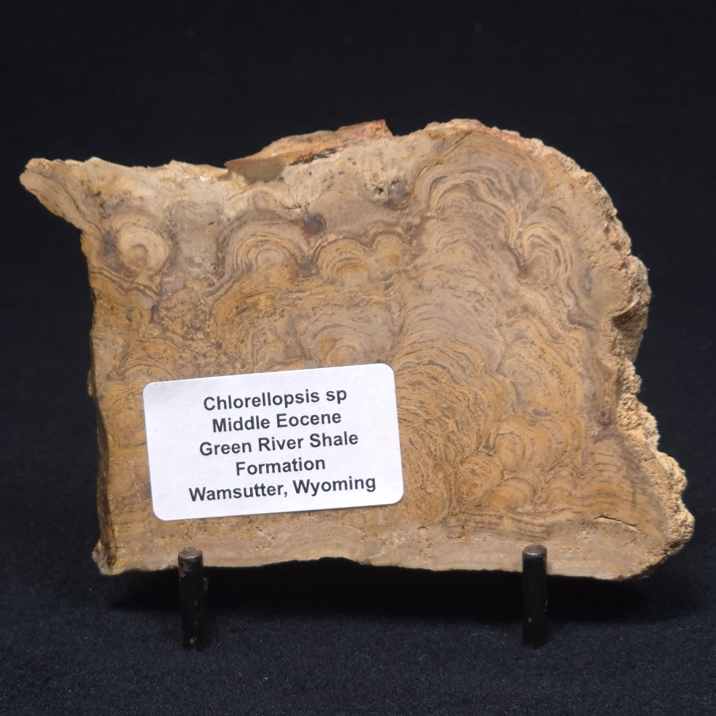CHLORELLOPSIS sp. STROMATOLITE, Middle Eocene, Australia ZCH005
