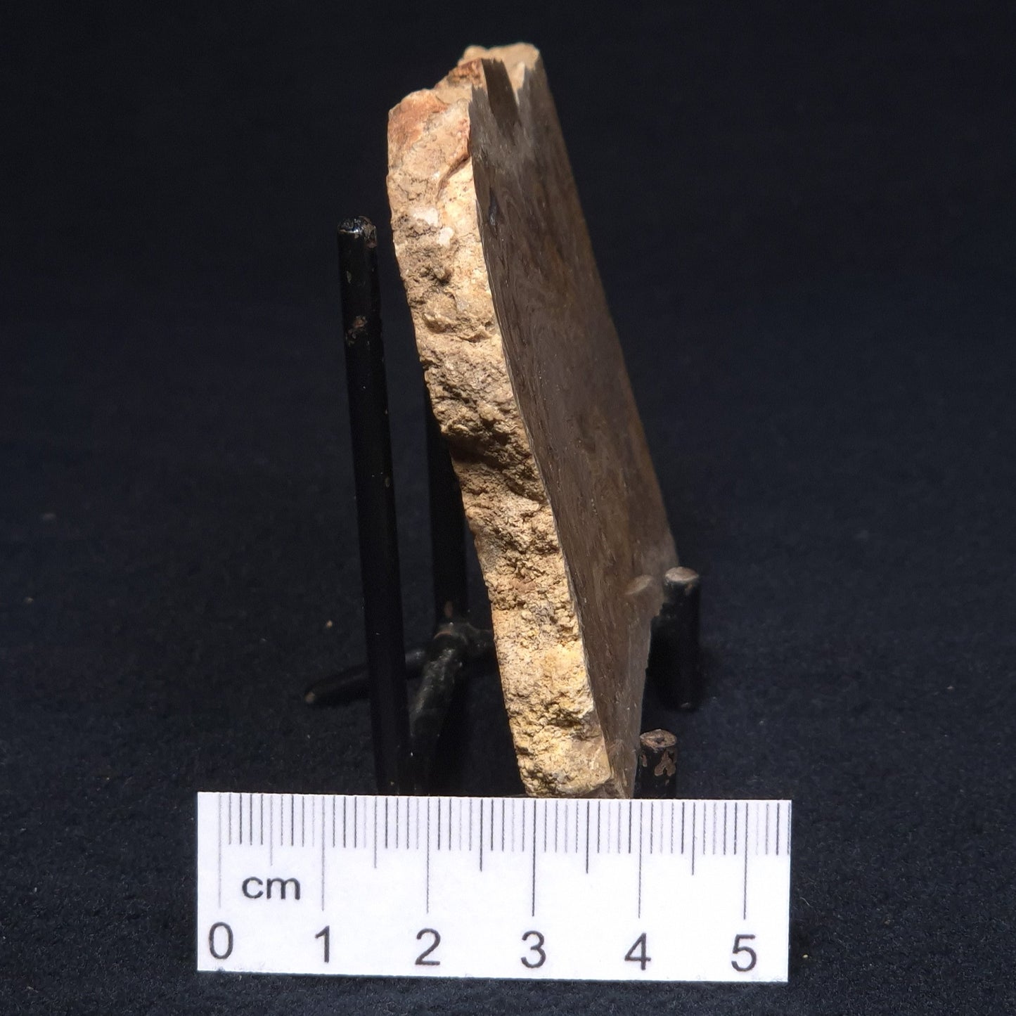 CHLORELLOPSIS sp. STROMATOLITE, Middle Eocene, Australia ZCH005