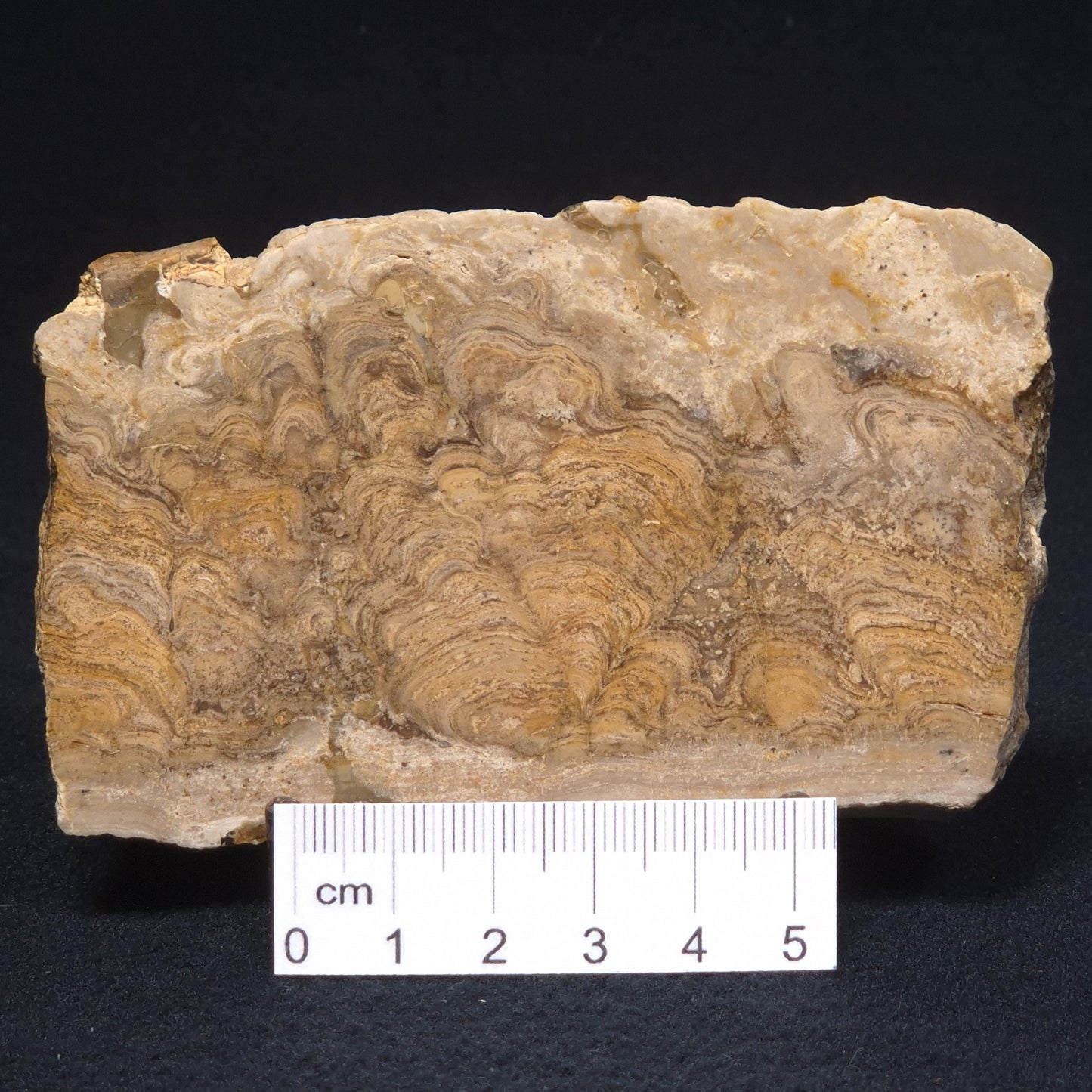 CHLORELLOPSIS sp. STROMATOLITE, Middle Eocene, USA ZCH006