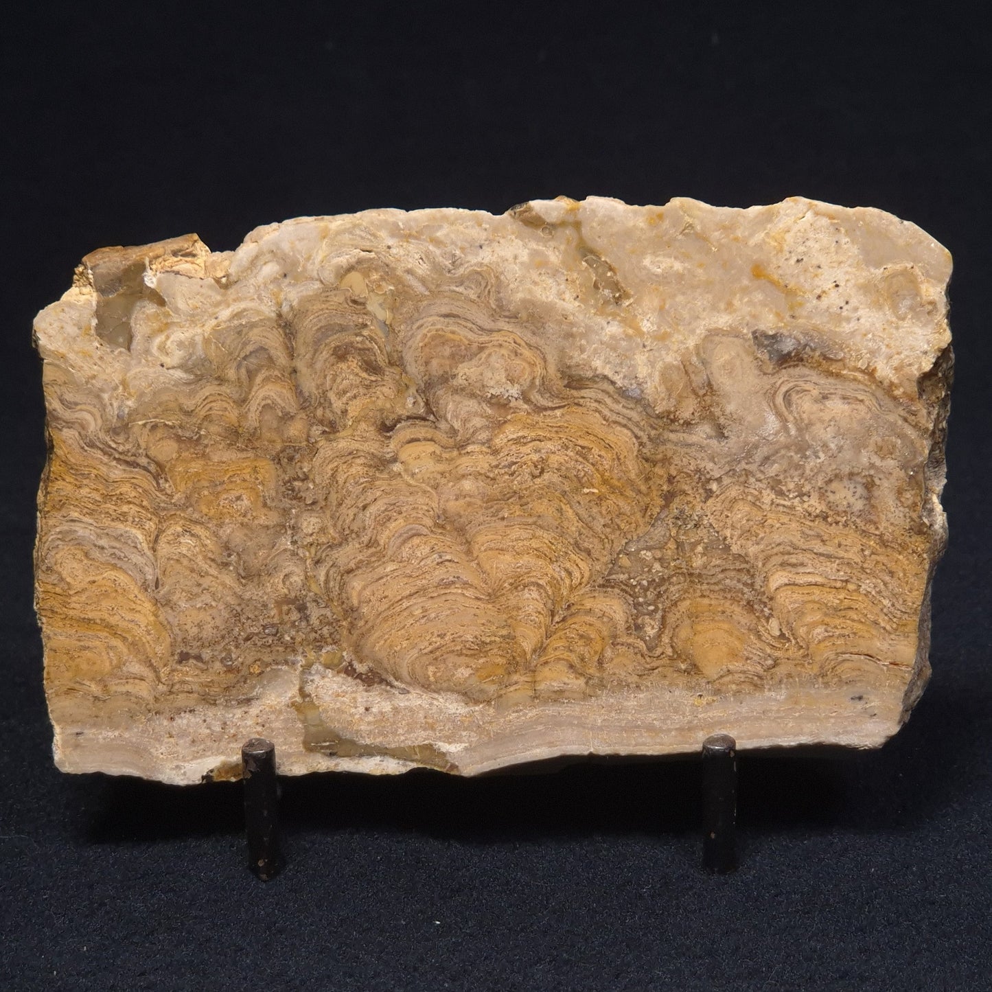 CHLORELLOPSIS sp. STROMATOLITE, Middle Eocene, Australia ZCH006