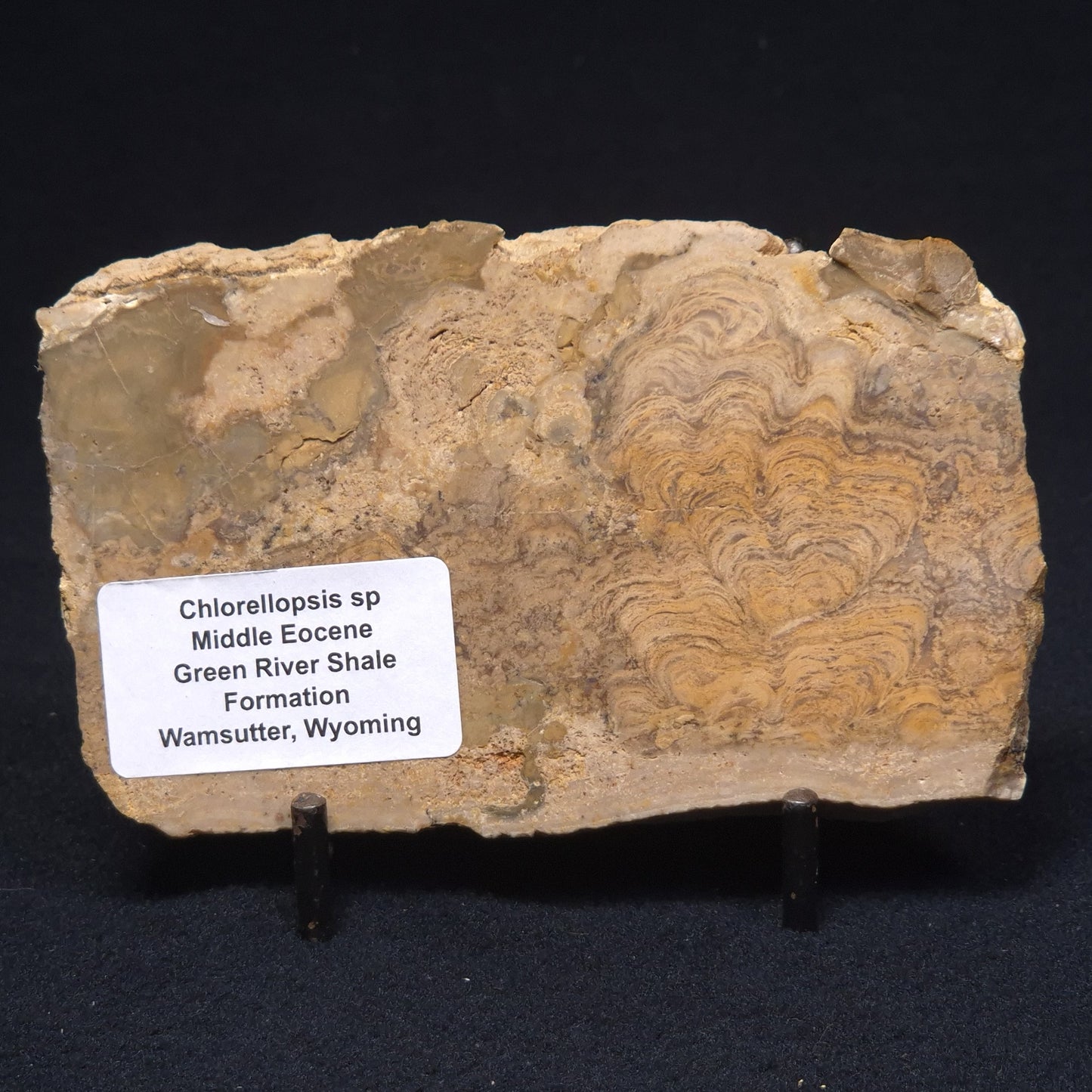 CHLORELLOPSIS sp. STROMATOLITE, Middle Eocene, Australia ZCH006