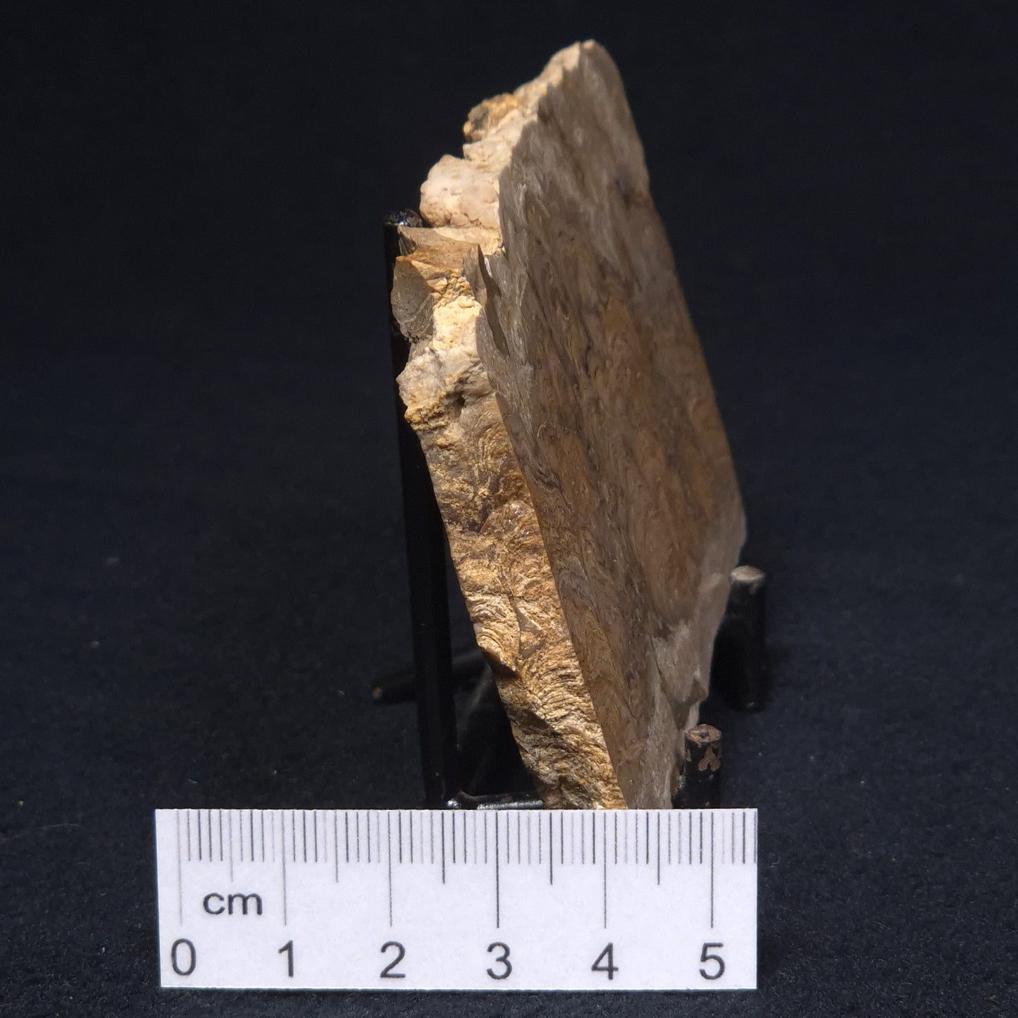 CHLORELLOPSIS sp. STROMATOLITE, Middle Eocene, Australia ZCH006