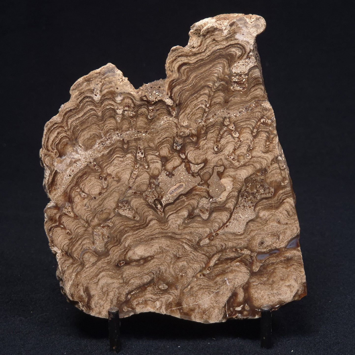 CHLORELLOPSIS sp. STROMATOLITE, Middle Eocene, Australia ZCH008