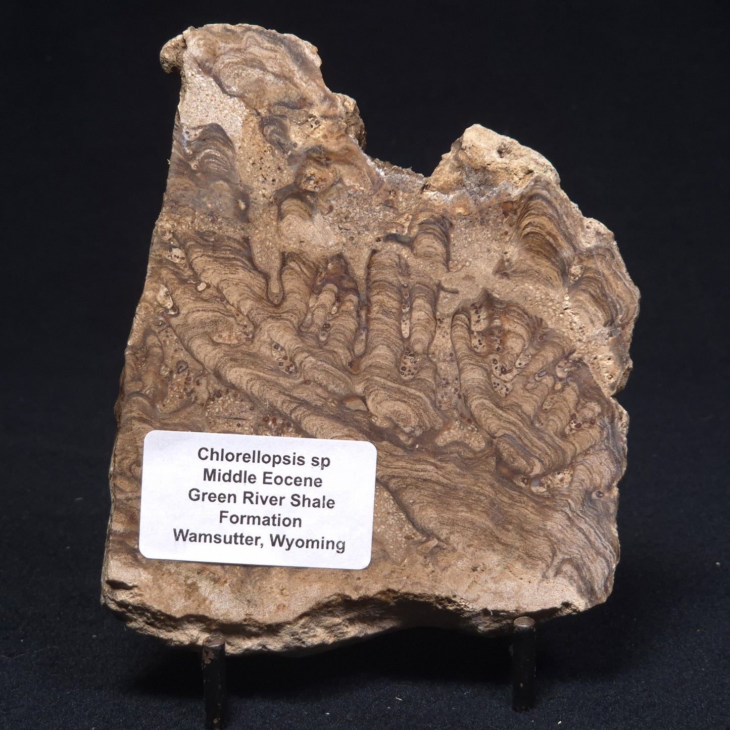 CHLORELLOPSIS sp. STROMATOLITE, Middle Eocene, Australia ZCH008