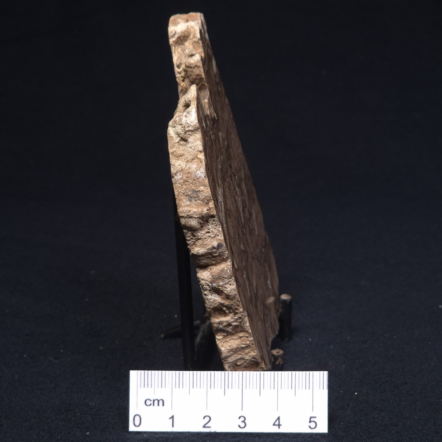 CHLORELLOPSIS sp. STROMATOLITE, Middle Eocene, Australia ZCH008