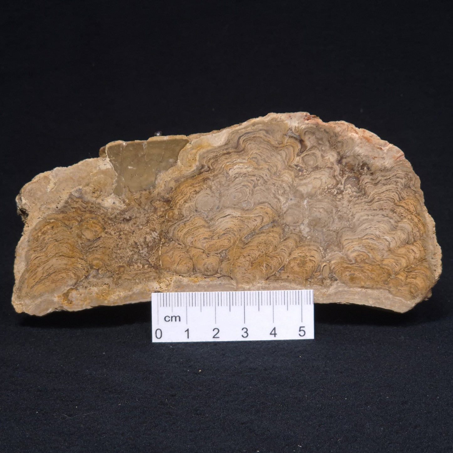 CHLORELLOPSIS sp. STROMATOLITE, Middle Eocene, USA ZCH009