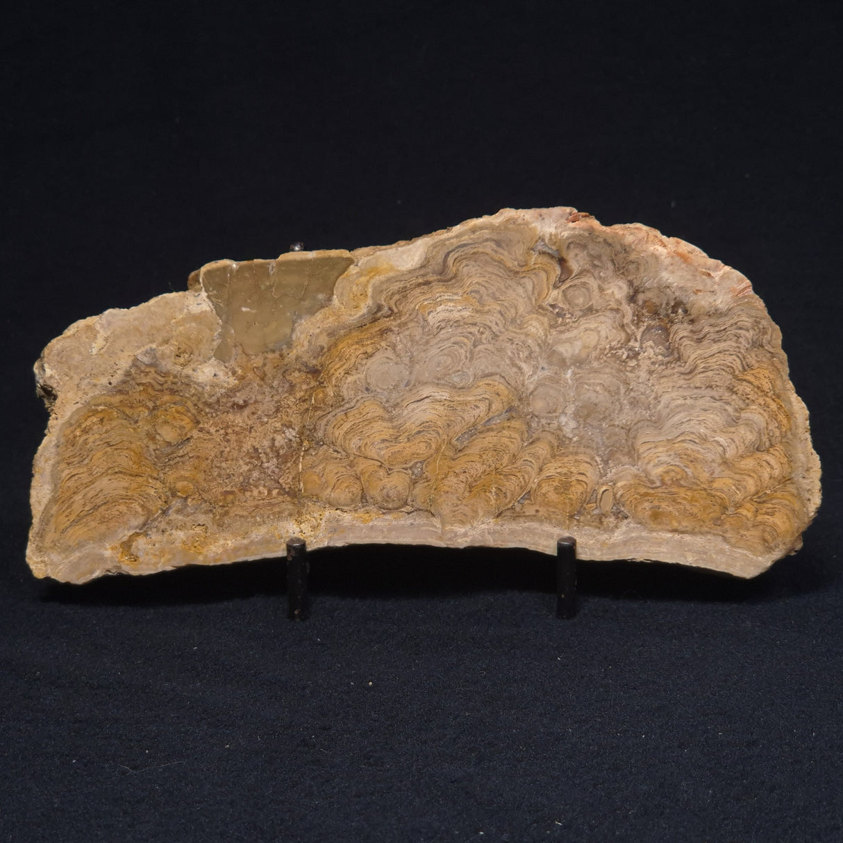 CHLORELLOPSIS sp. STROMATOLITE, Middle Eocene, USA ZCH009