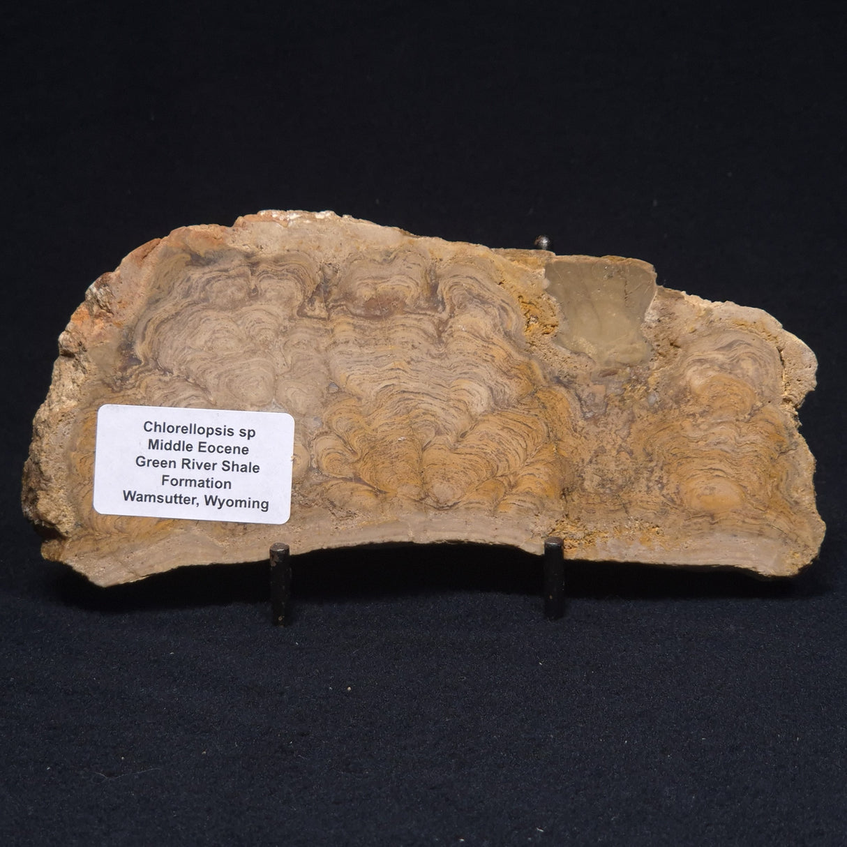 CHLORELLOPSIS sp. STROMATOLITE, Middle Eocene, USA ZCH009