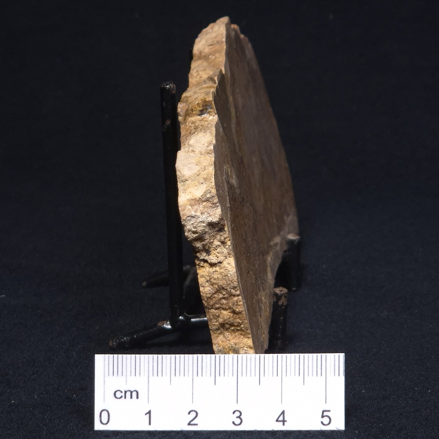 CHLORELLOPSIS sp. STROMATOLITE, Middle Eocene, Australia ZCH009