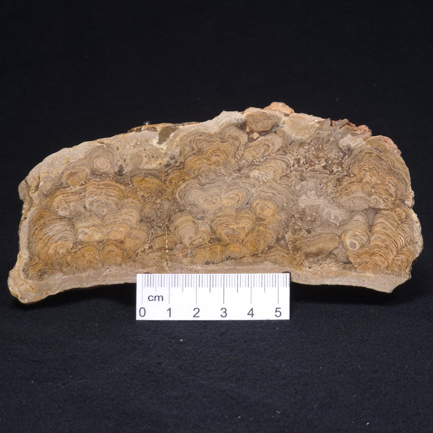 CHLORELLOPSIS sp. STROMATOLITE, Middle Eocene, USA ZCH010