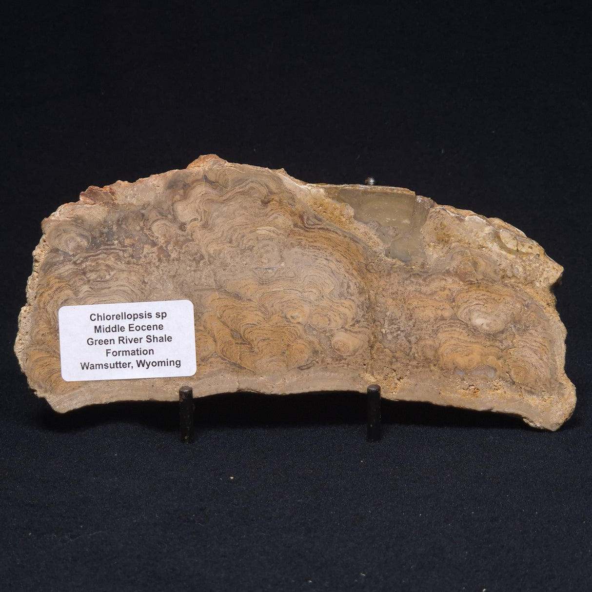 CHLORELLOPSIS sp. STROMATOLITE, Middle Eocene, USA ZCH010