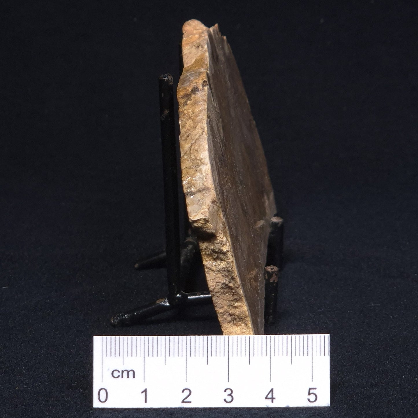 CHLORELLOPSIS sp. STROMATOLITE, Middle Eocene, Australia ZCH010
