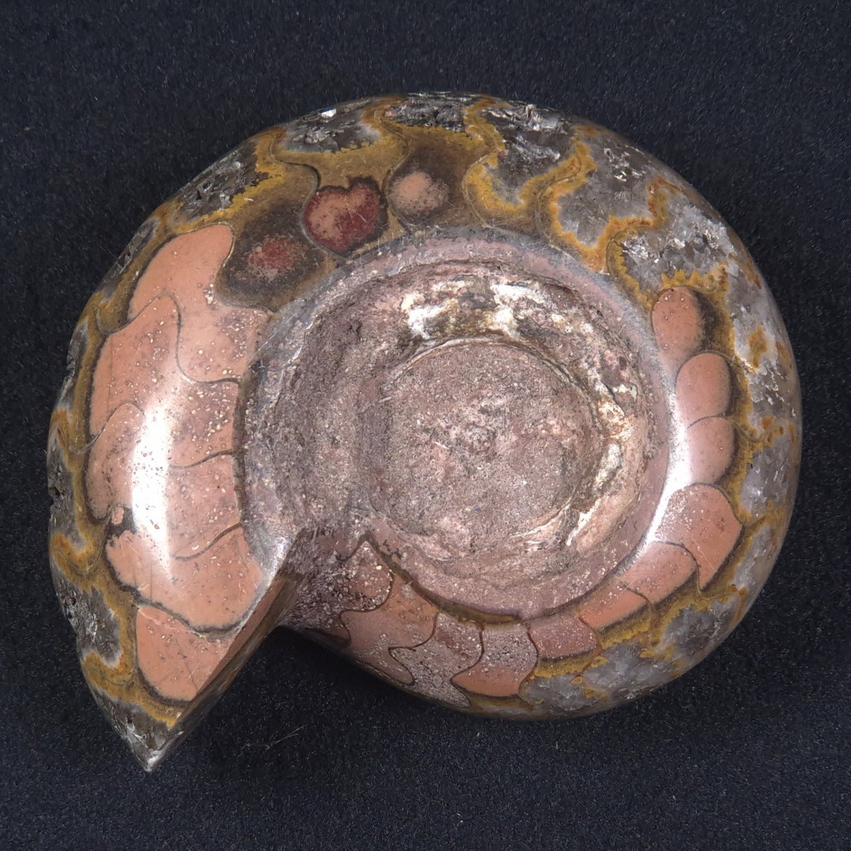 AMMONITE, East Timor XAT013
