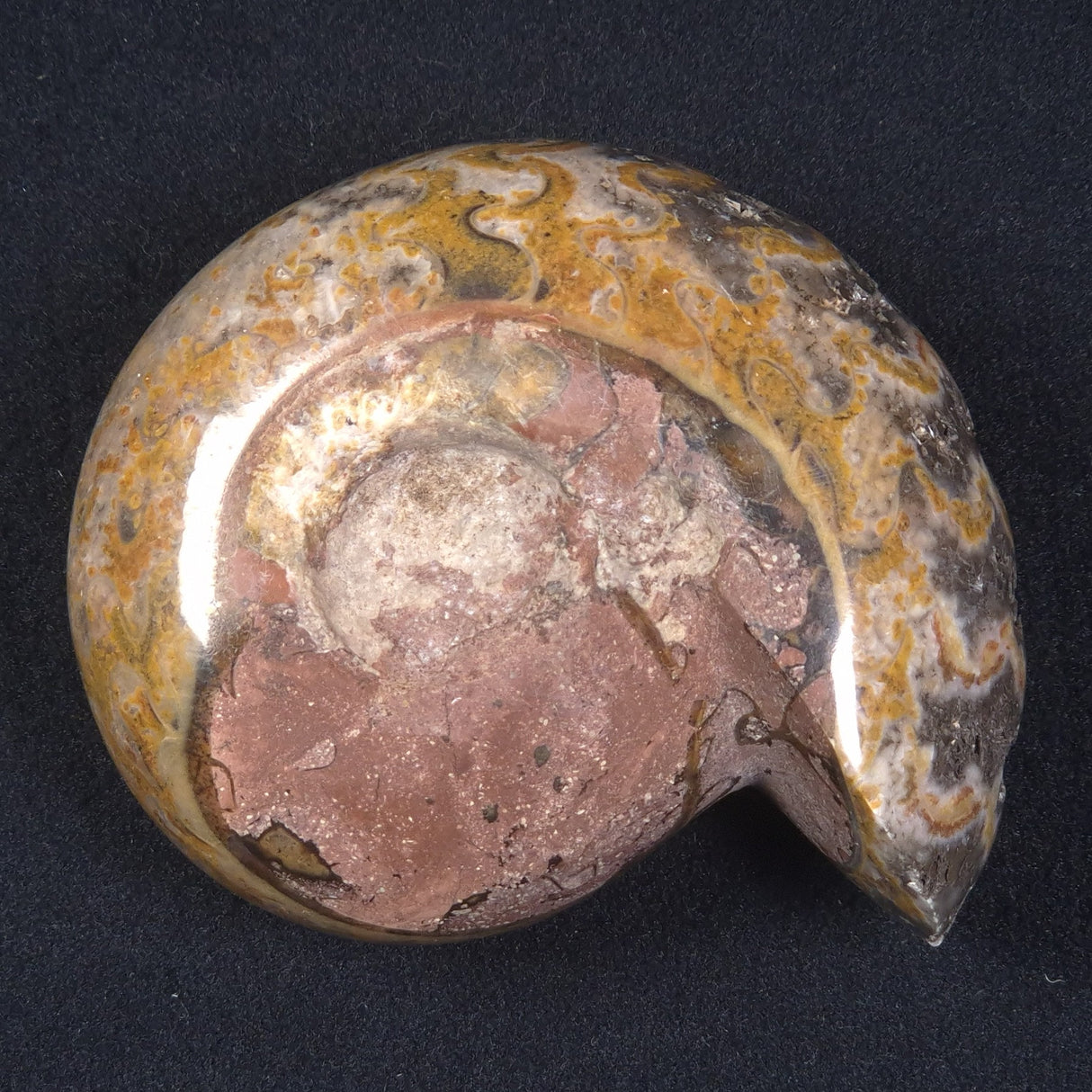 AMMONITE, East Timor XAT013