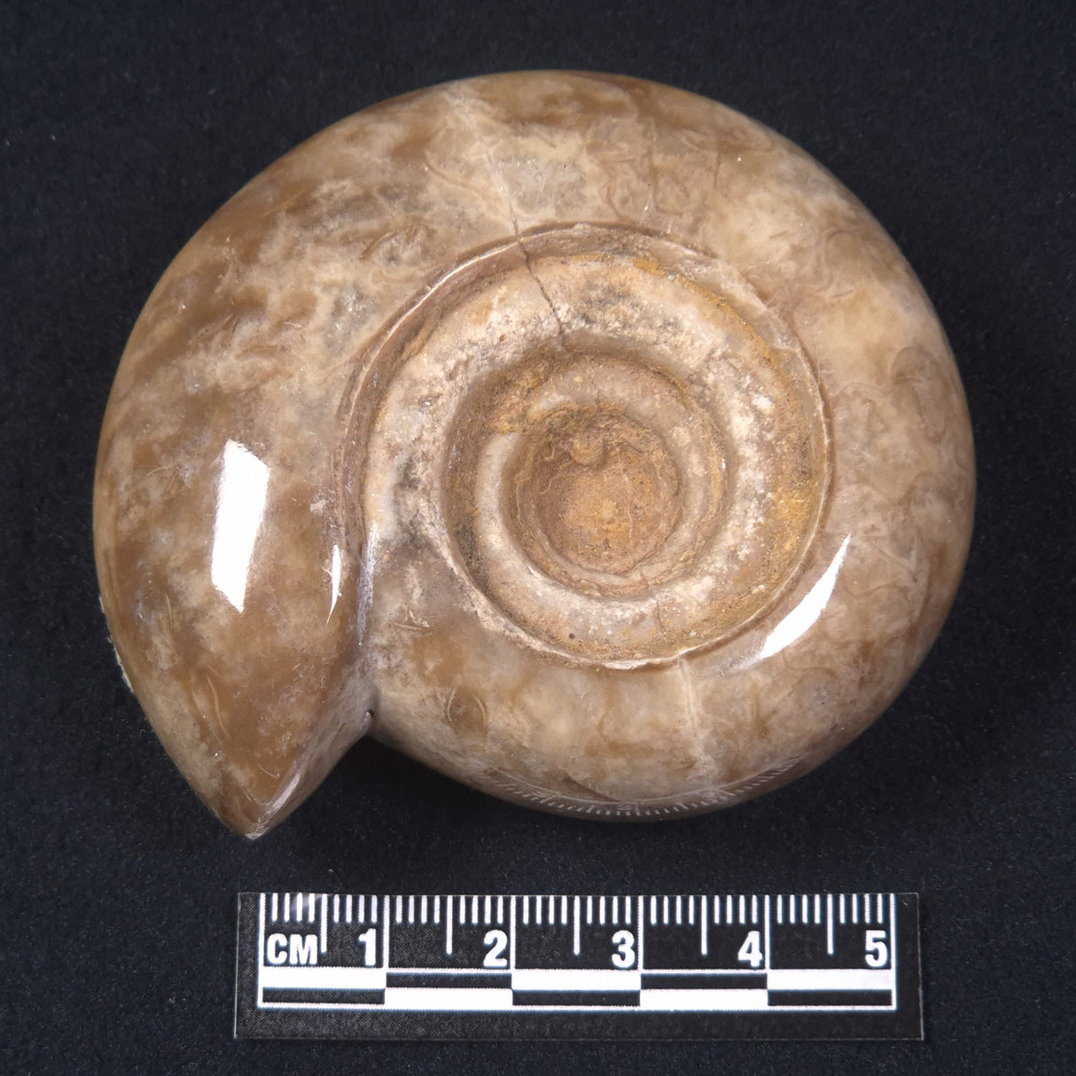 AMMONITE, East Timor XAT014