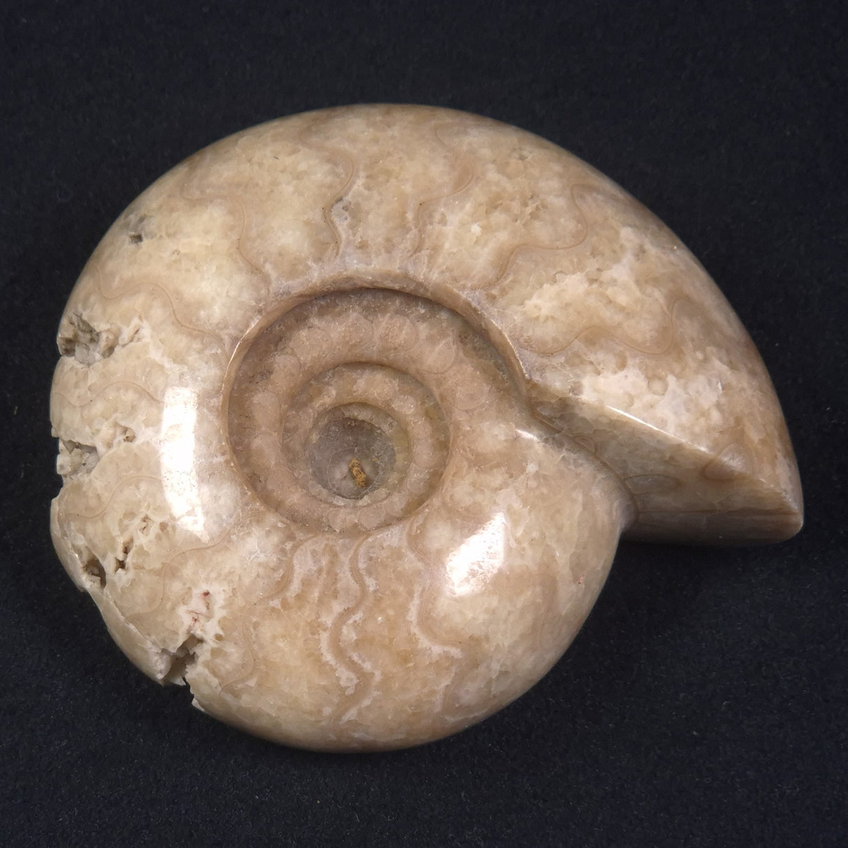AMMONITE, East Timor XAT015