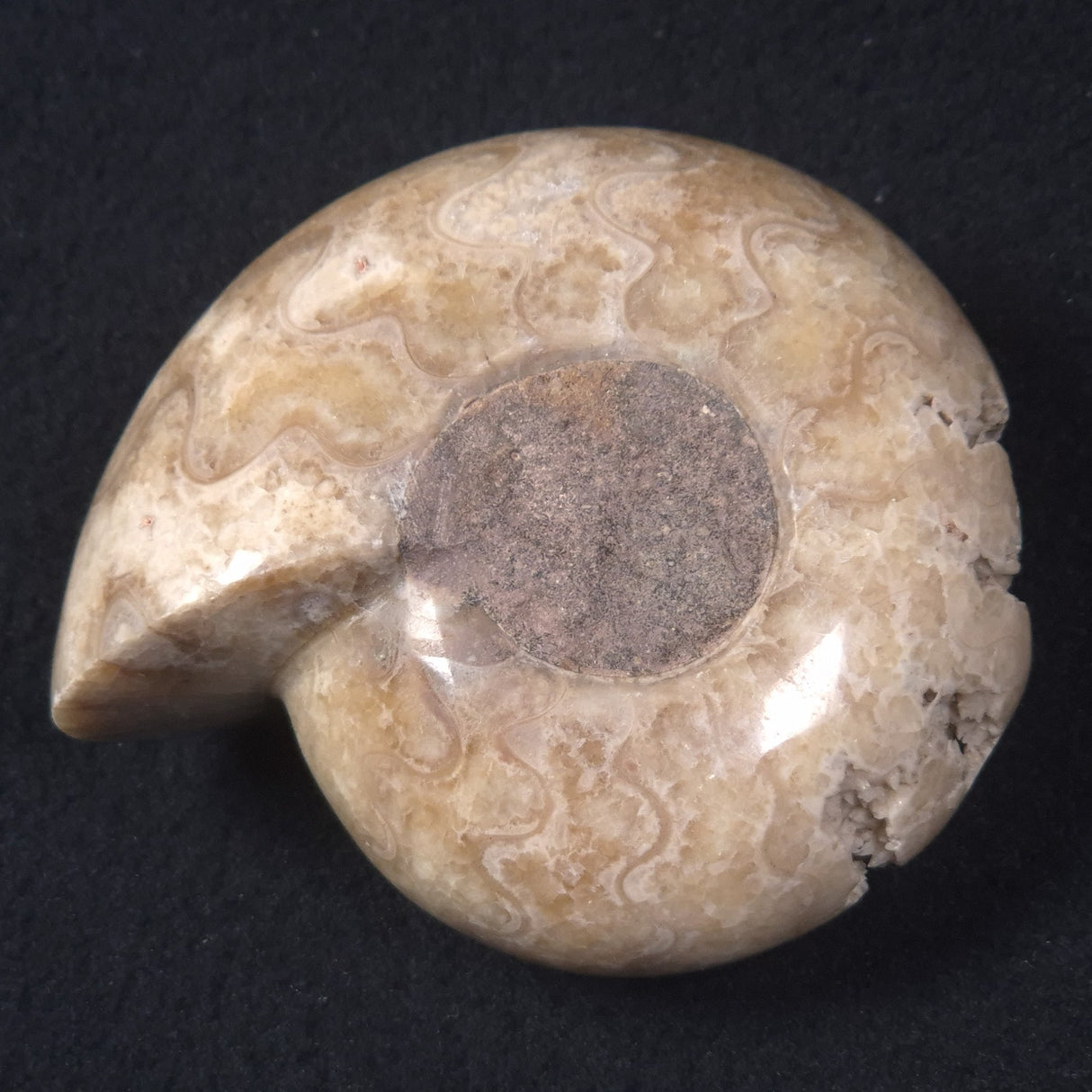 AMMONITE, East Timor XAT015