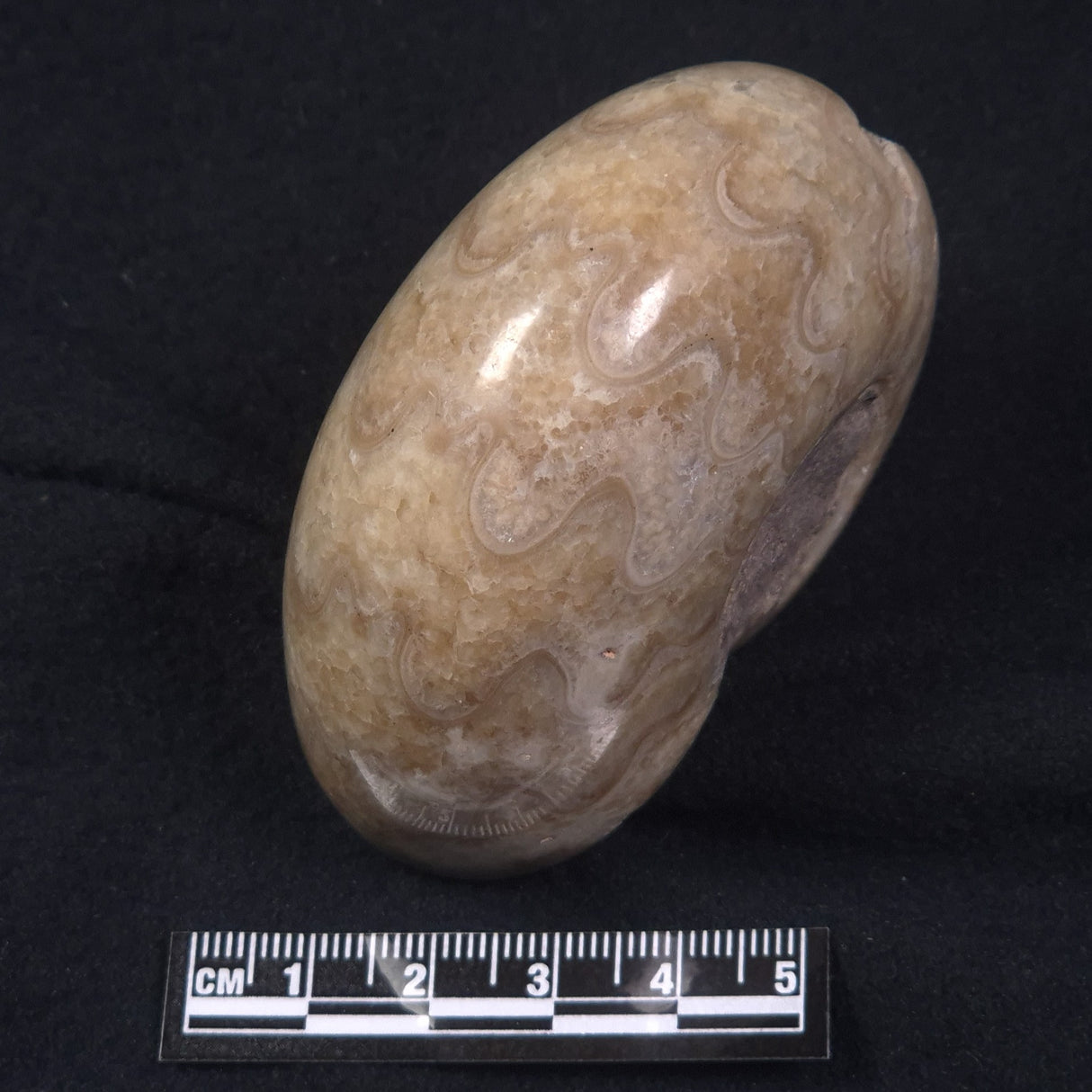 AMMONITE, East Timor XAT015