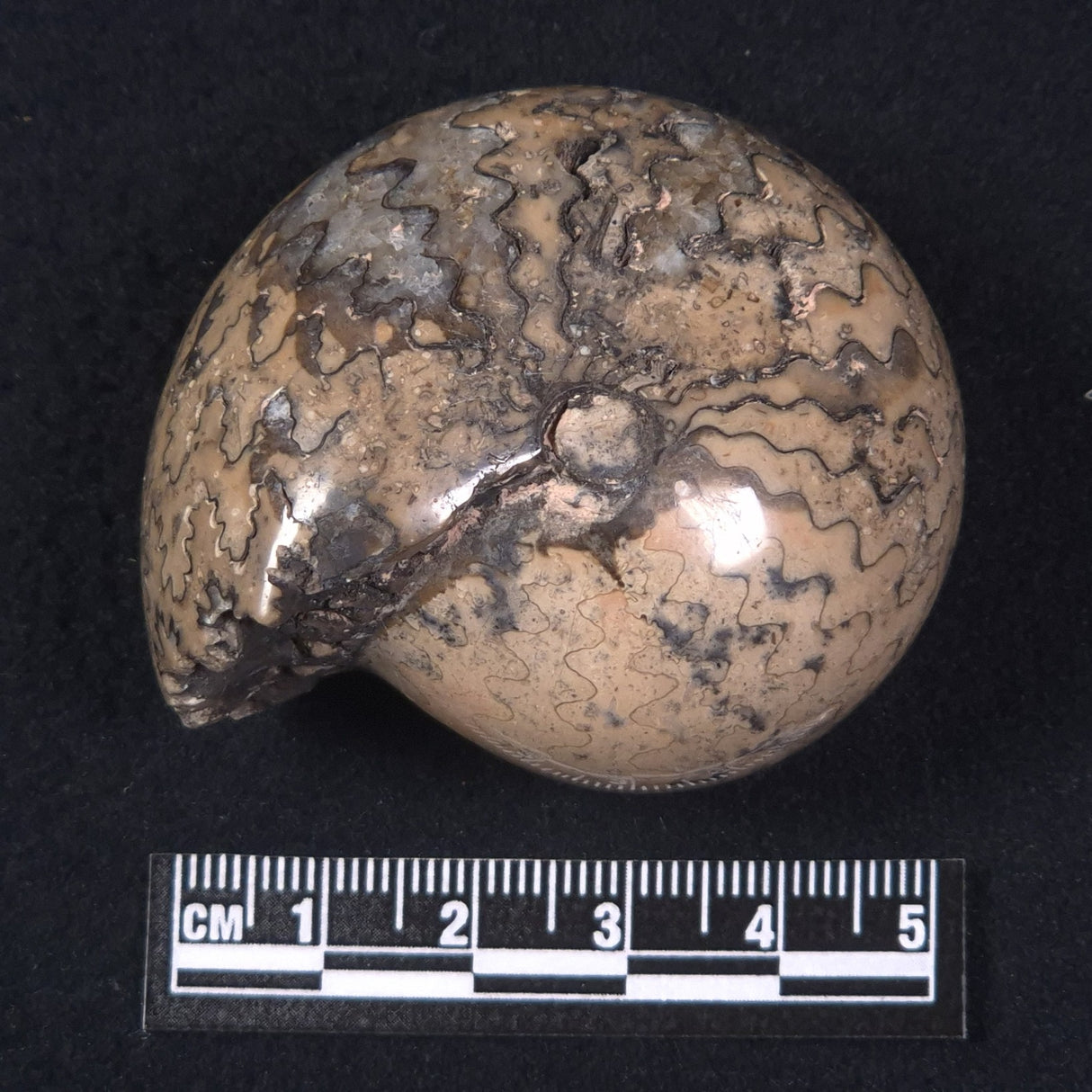 AMMONITE, East Timor XAT016