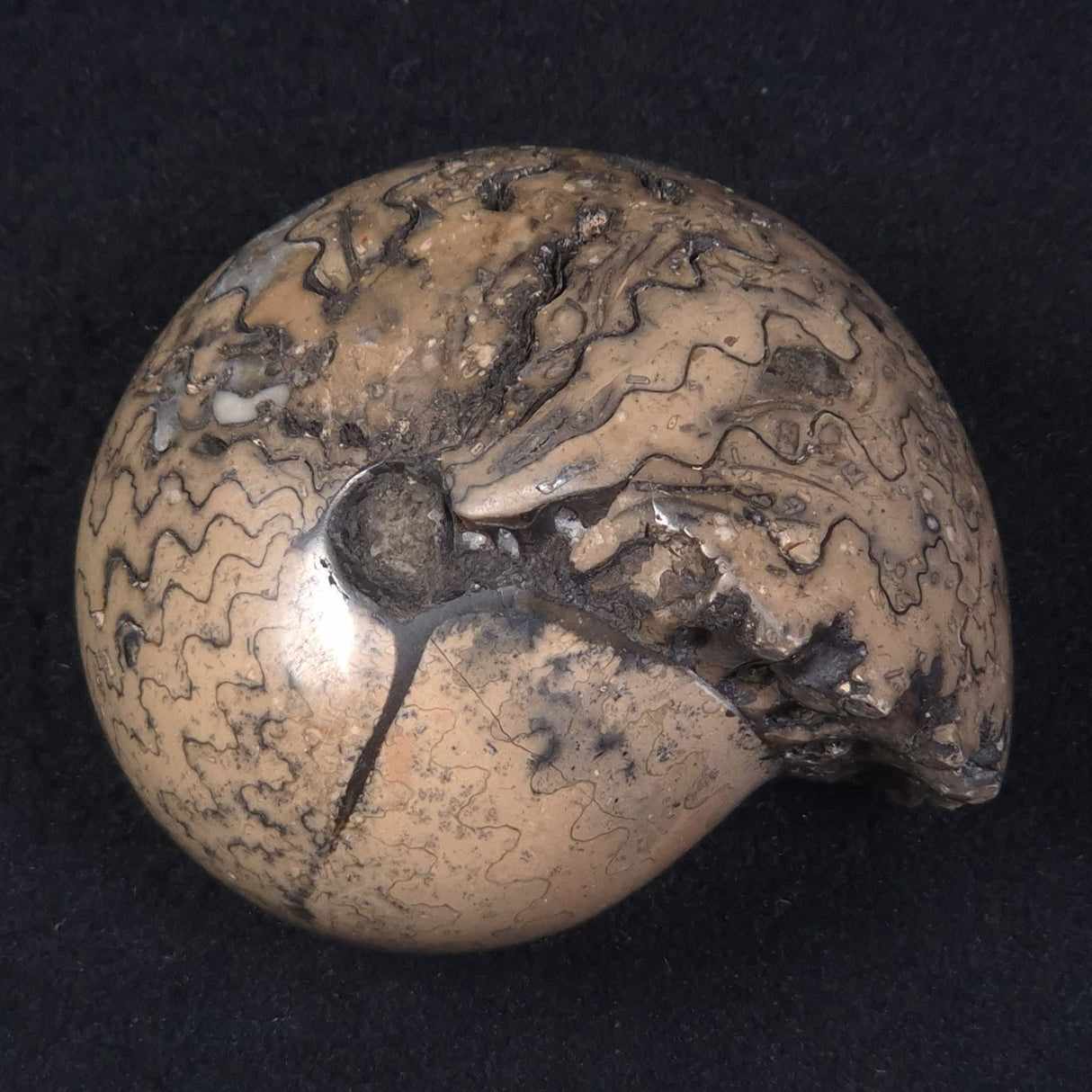 AMMONITE, East Timor XAT016