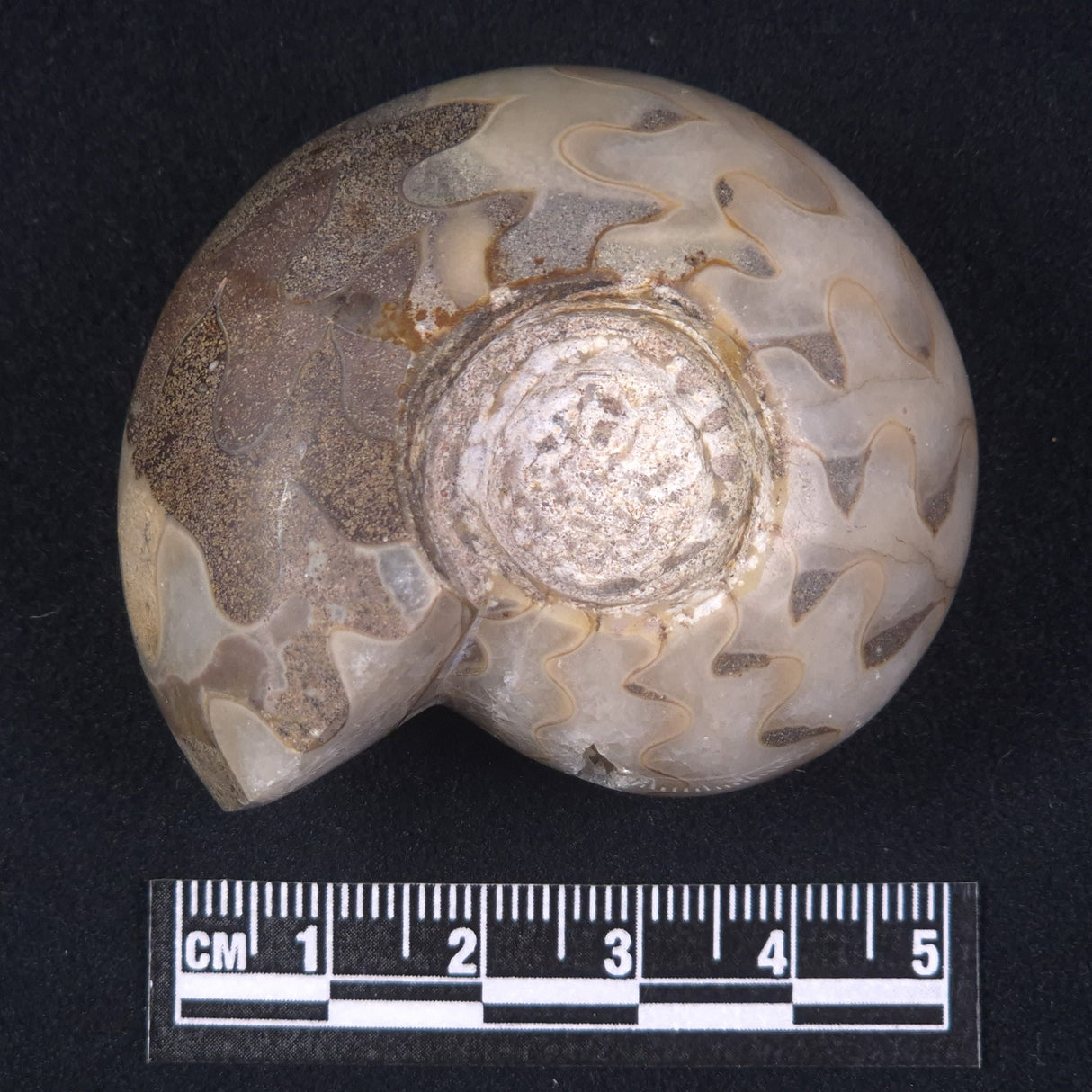 AMMONITE, East Timor XAT017