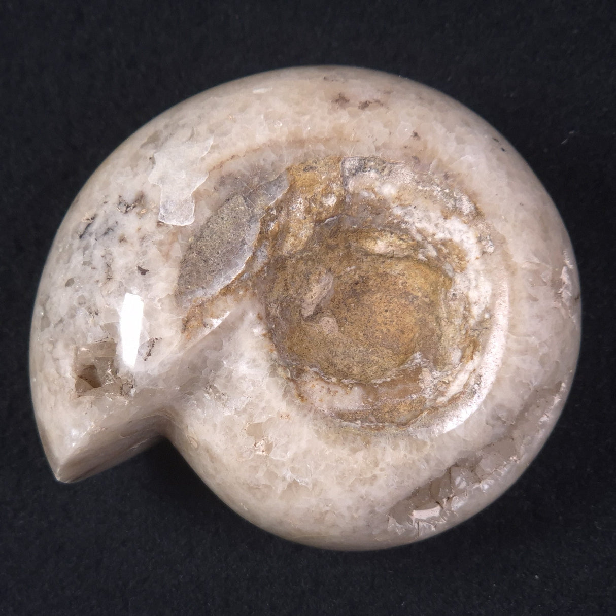 AMMONITE, East Timor XAT018