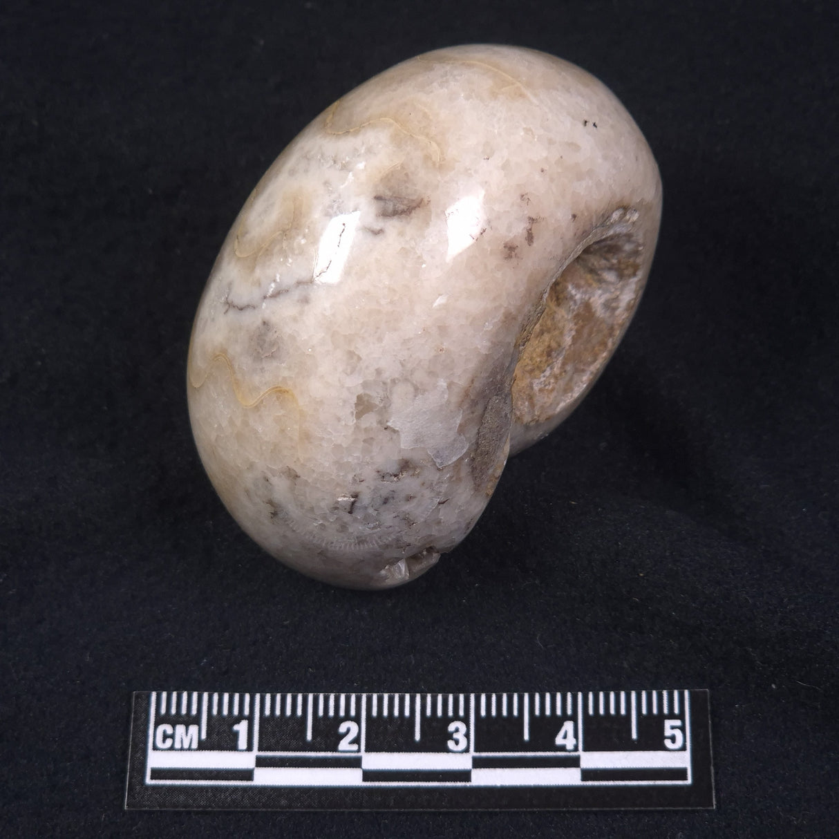 AMMONITE, East Timor XAT018