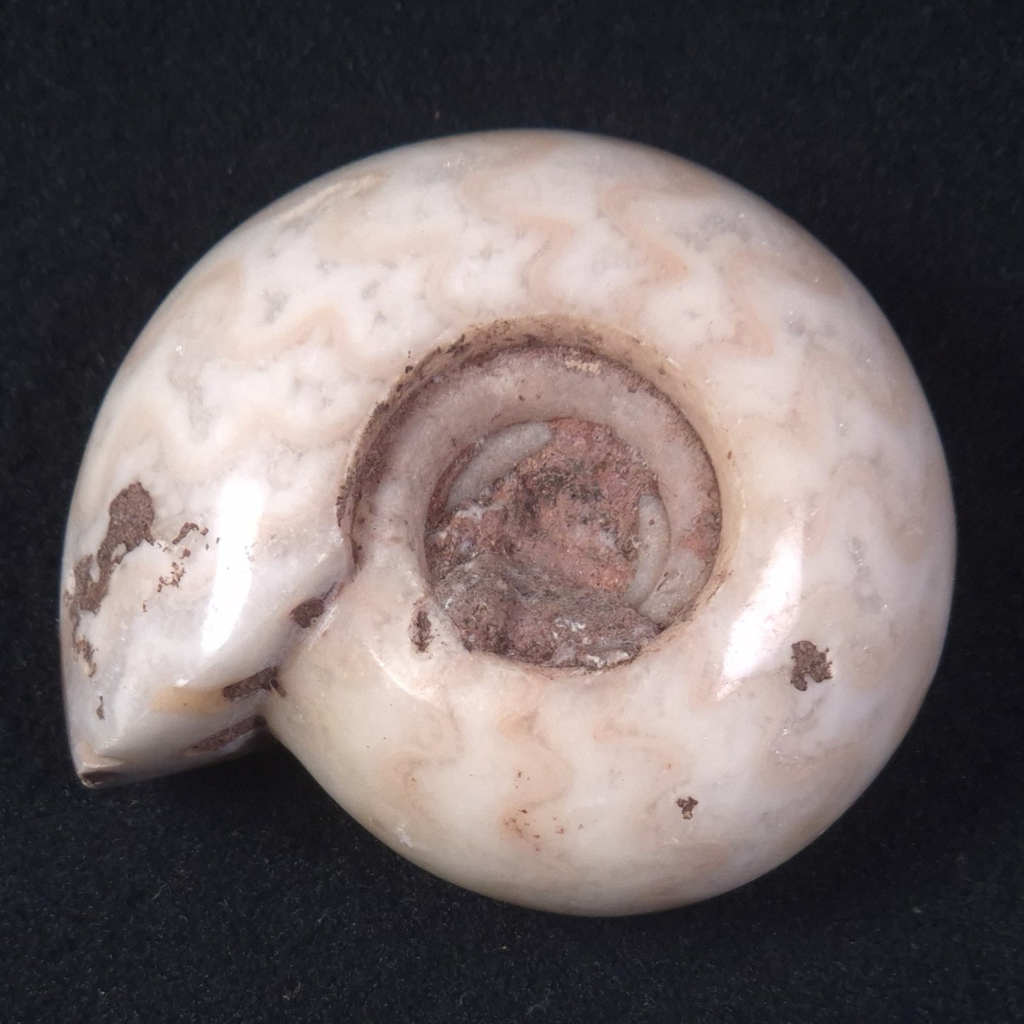 AMMONITE, East Timor XAT019