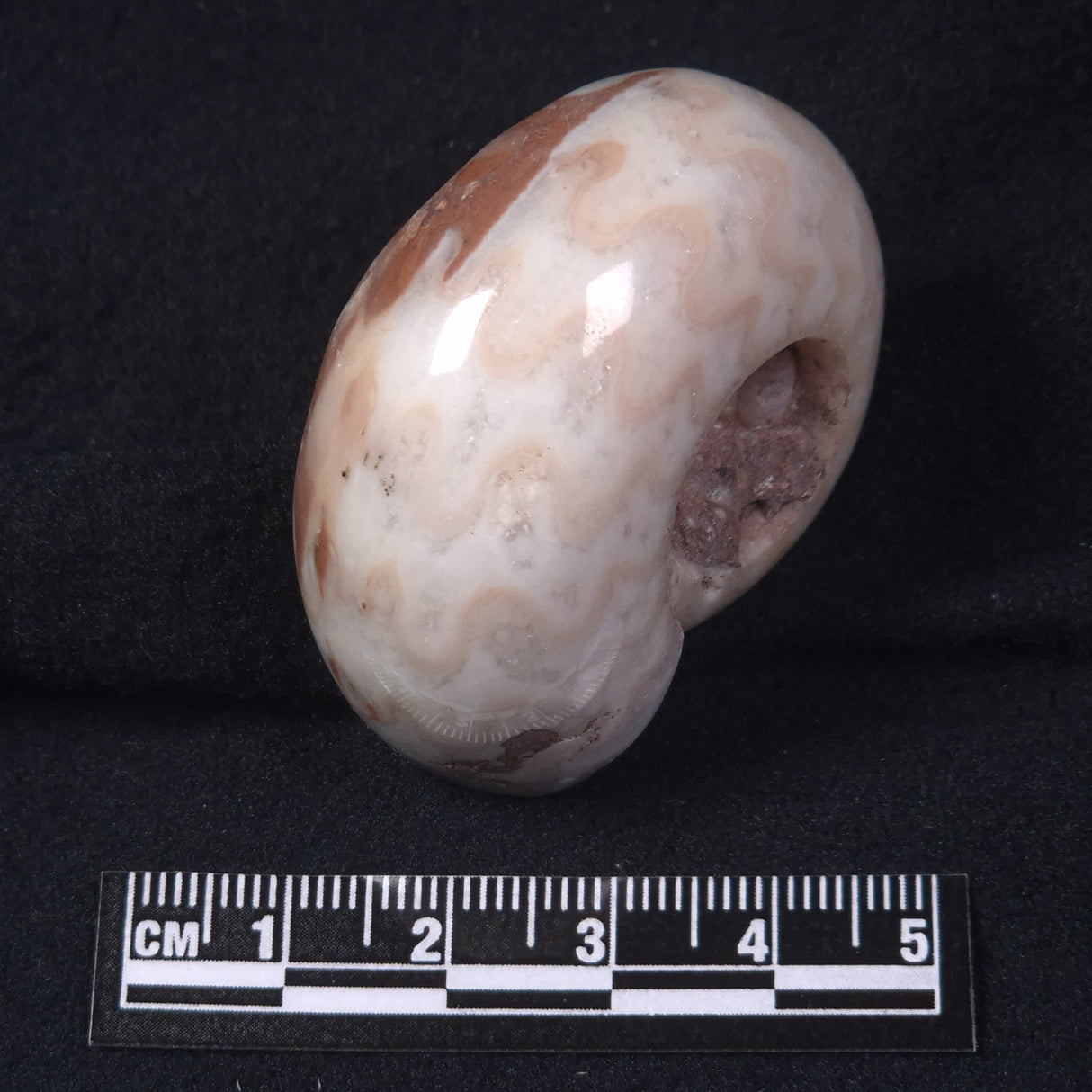AMMONITE, East Timor XAT019