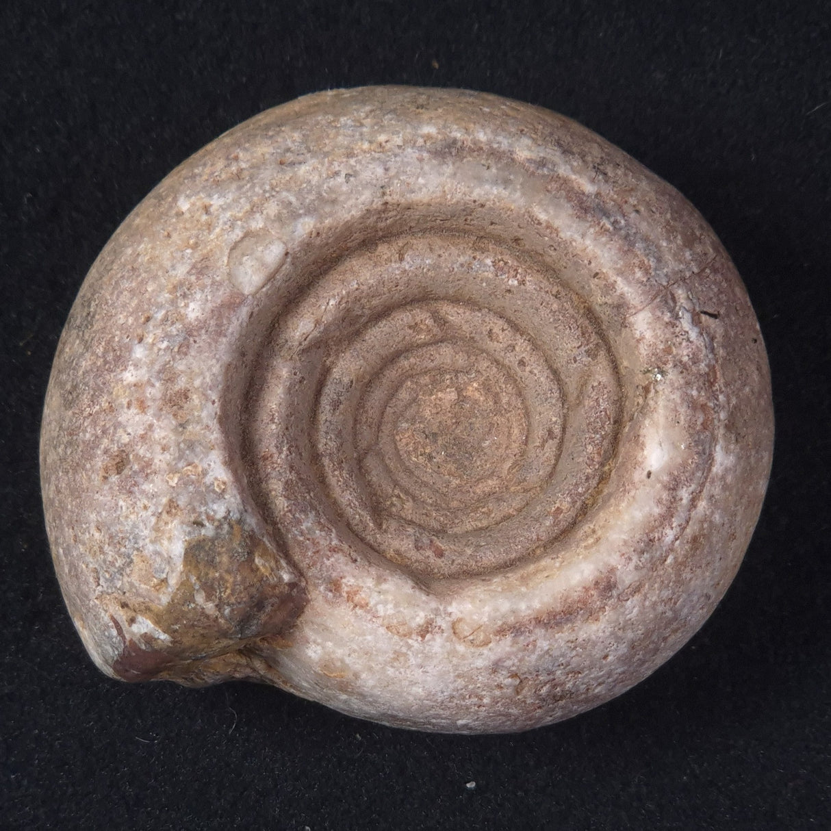 AMMONITE, East Timor XAT020